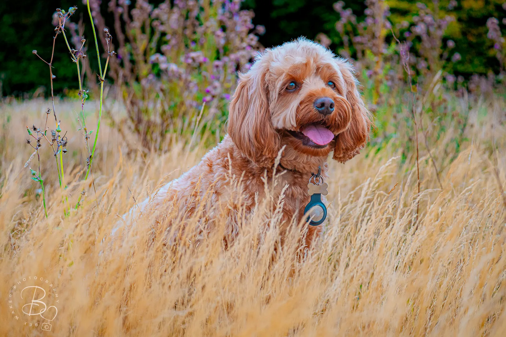 Bailey in the long grass