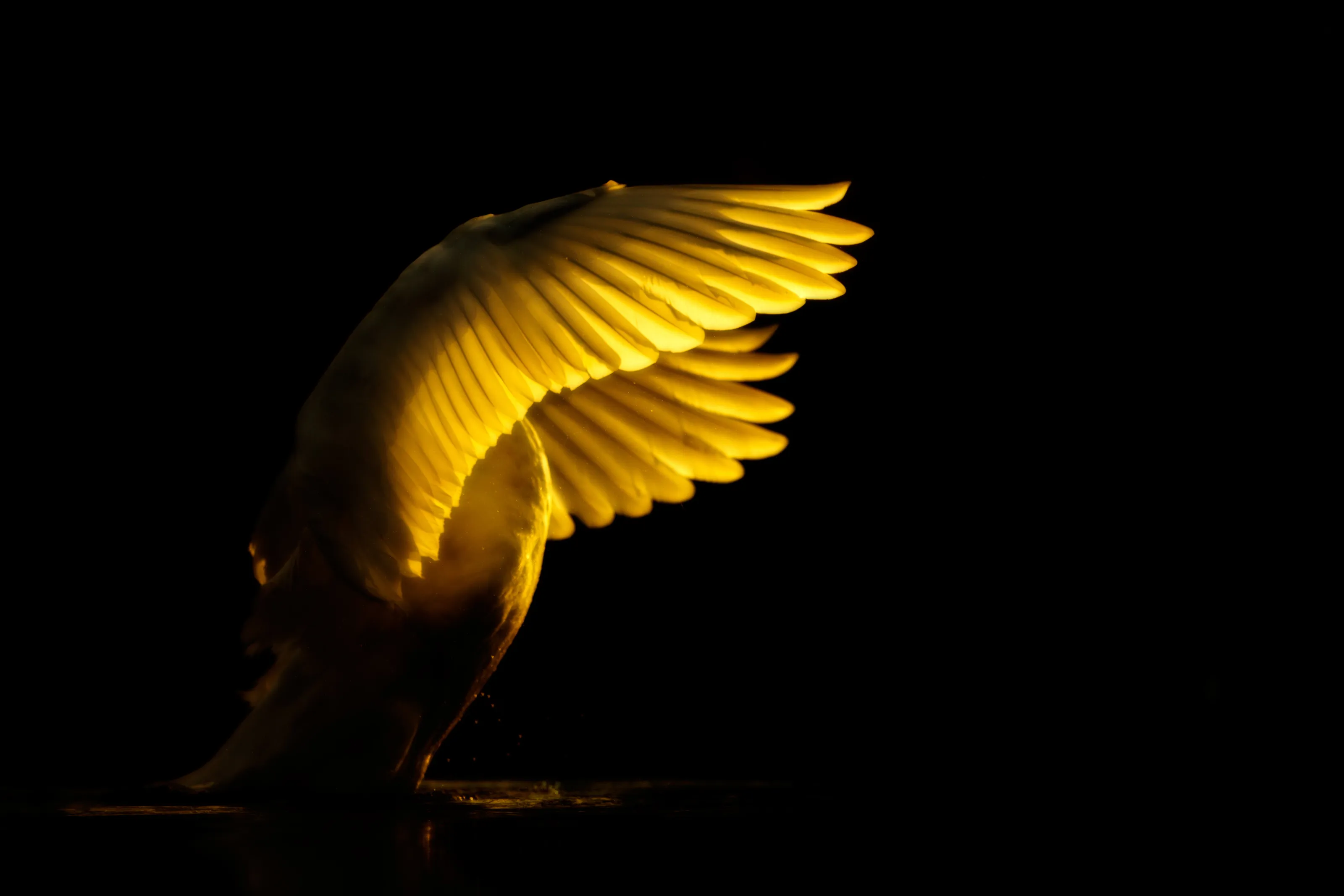 Dawn swan