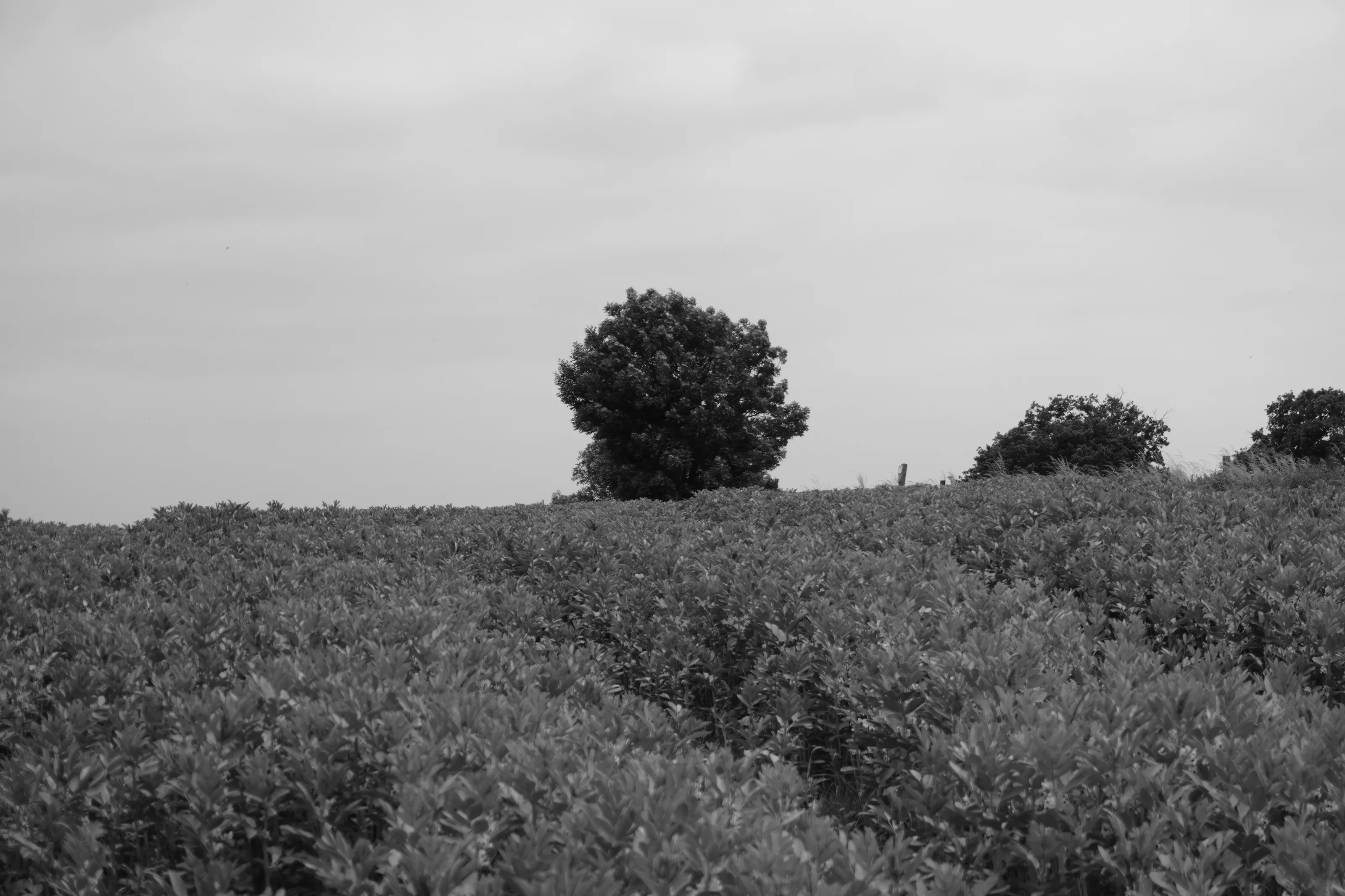 Solitude