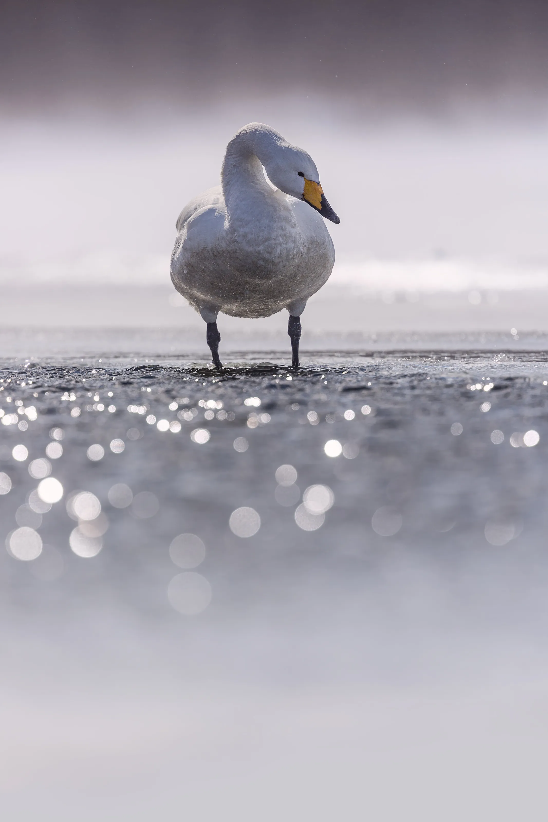 Swan
