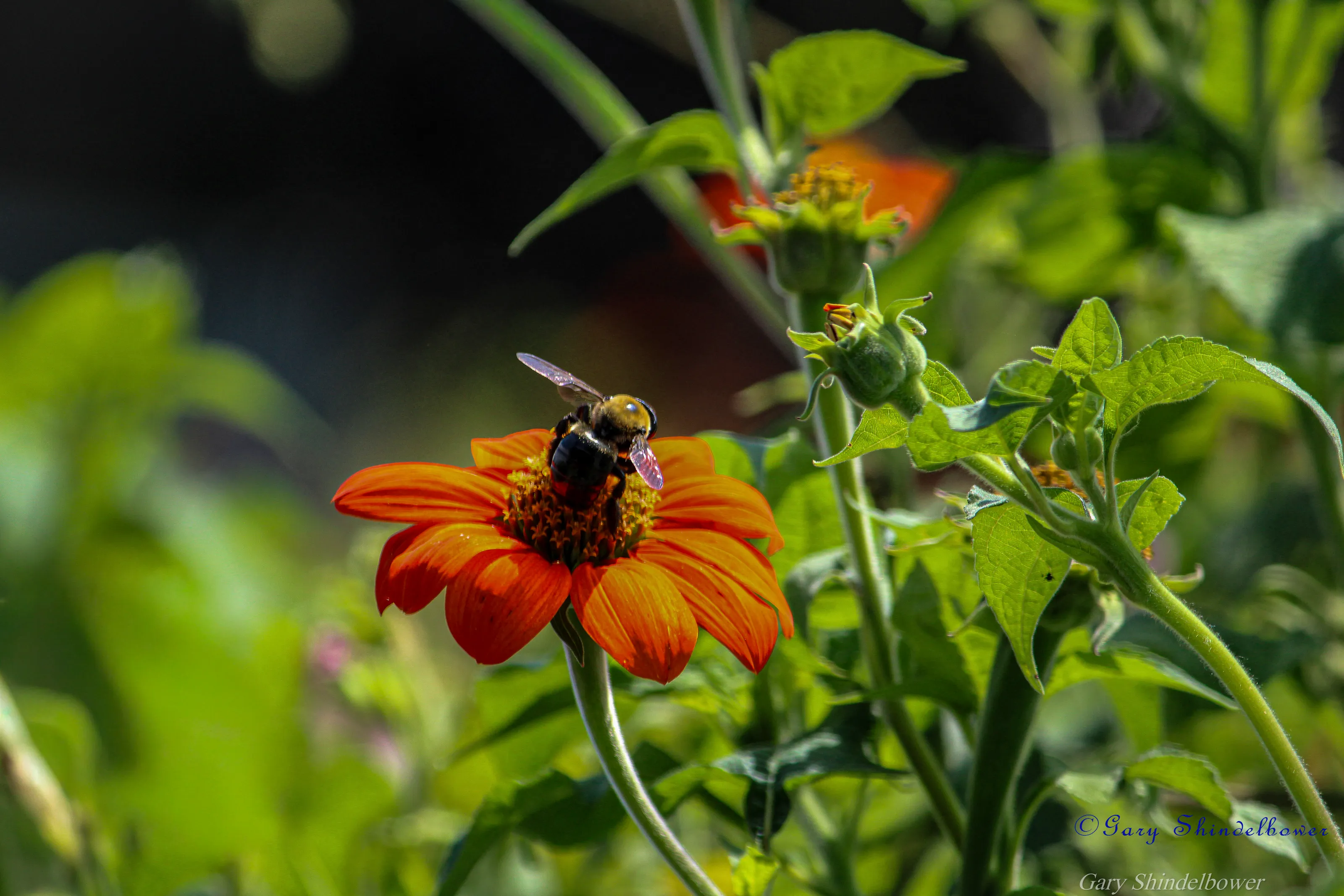 Bee on Vibrant Orange Flower