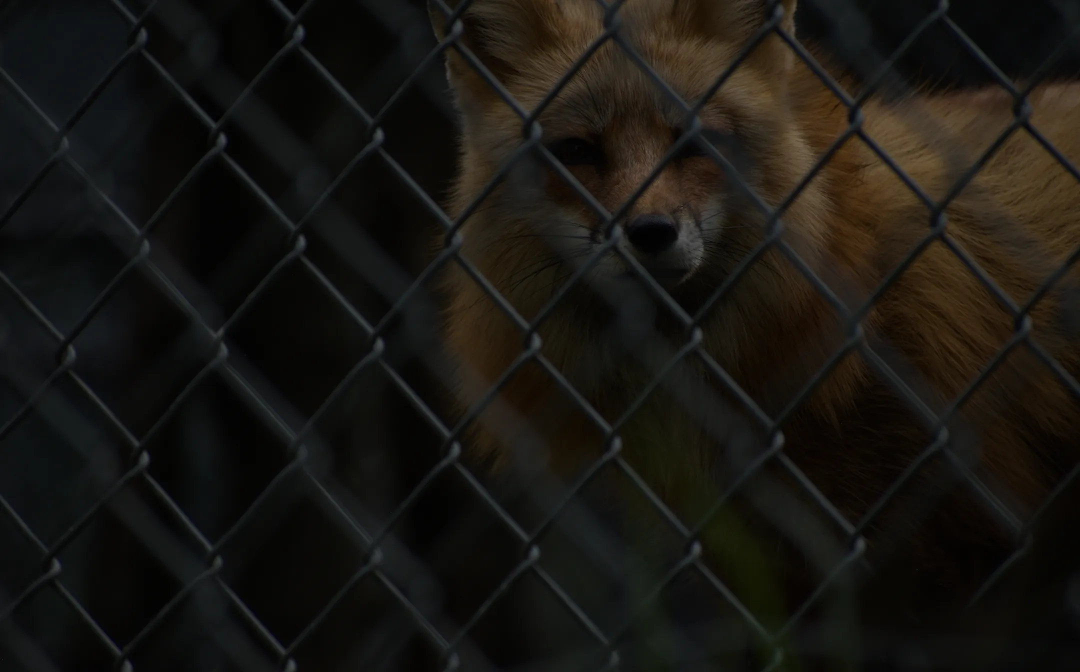 Caged Beast
