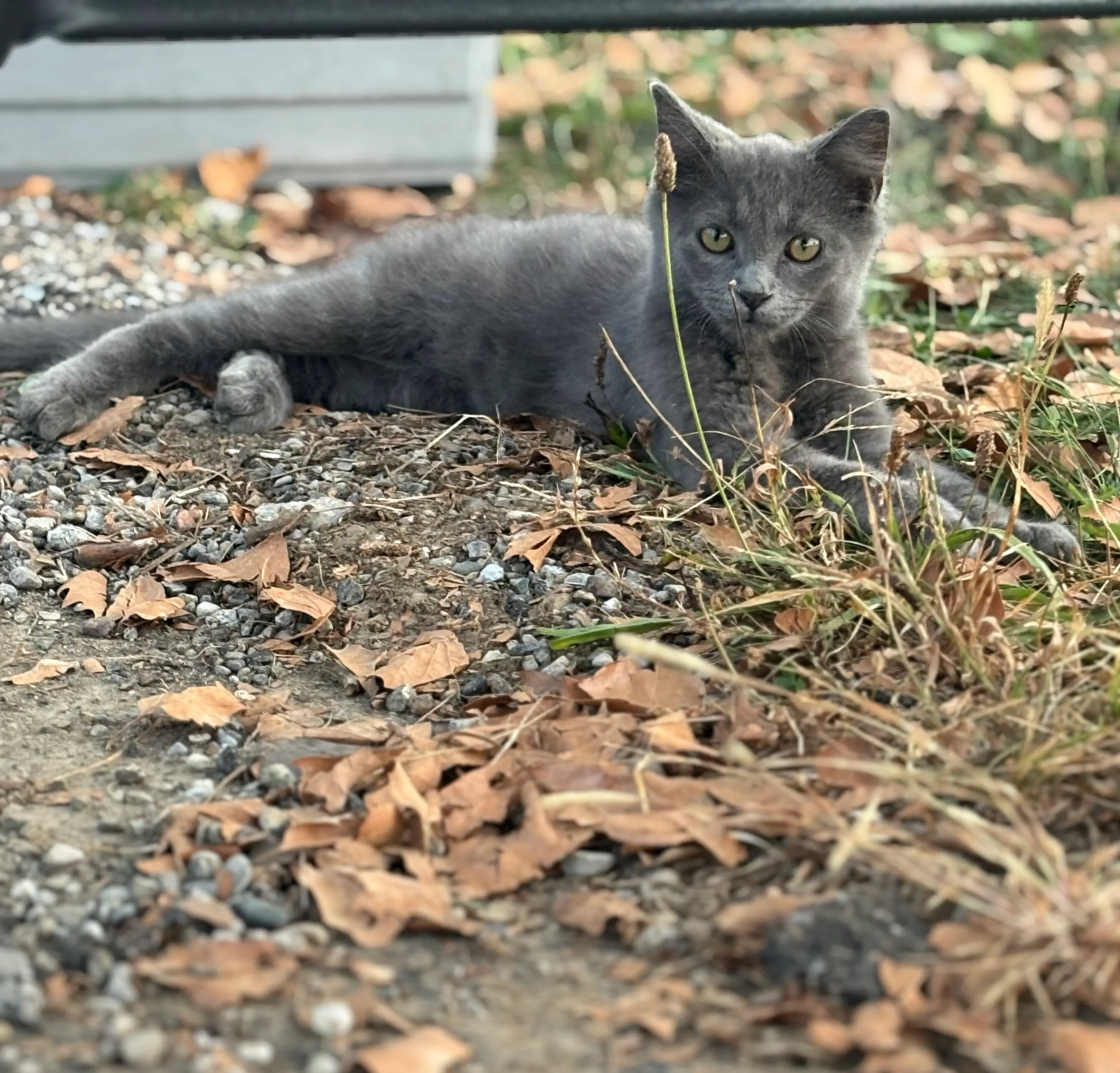 Meow-Meow