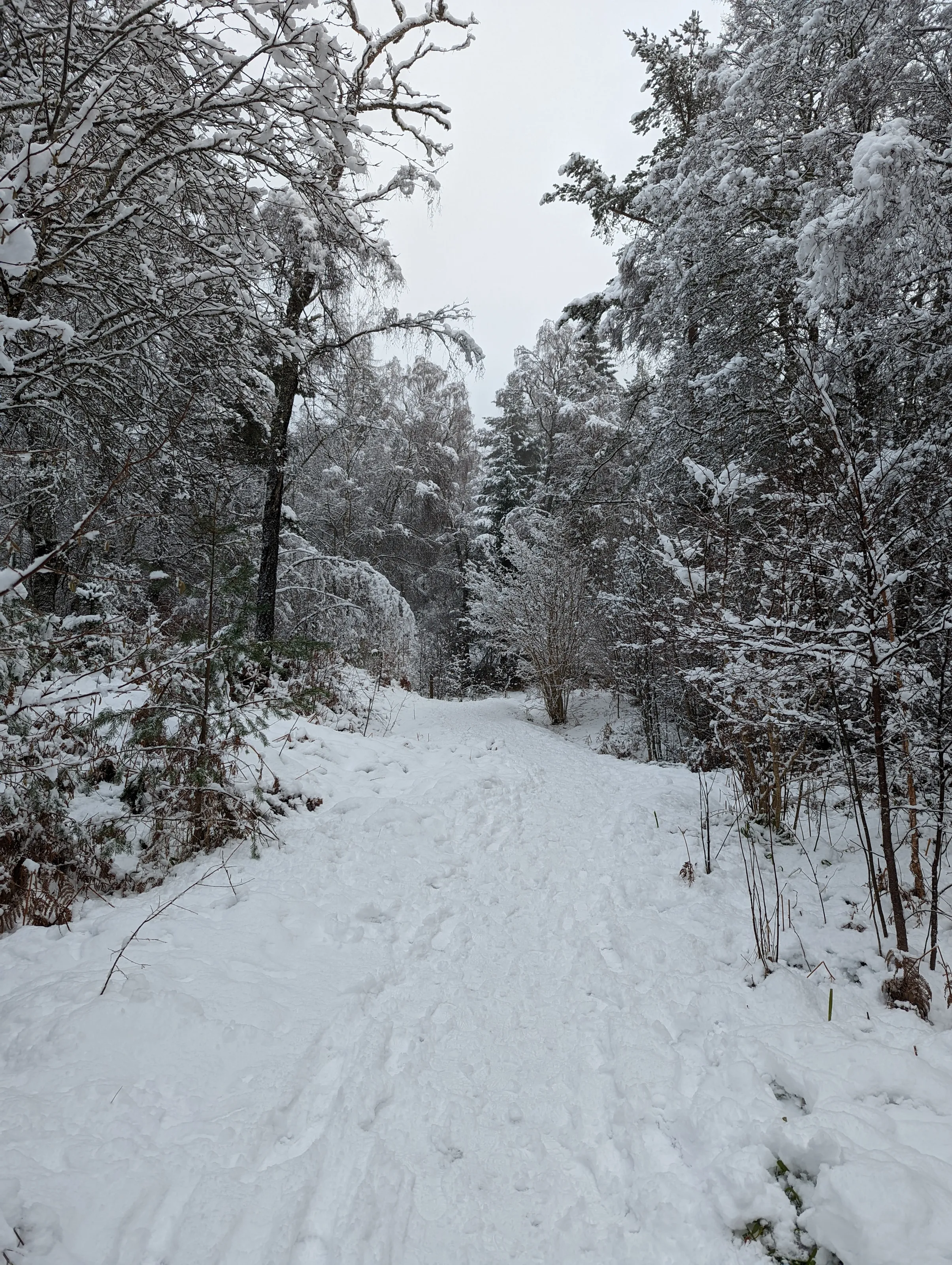 Plodda falls path