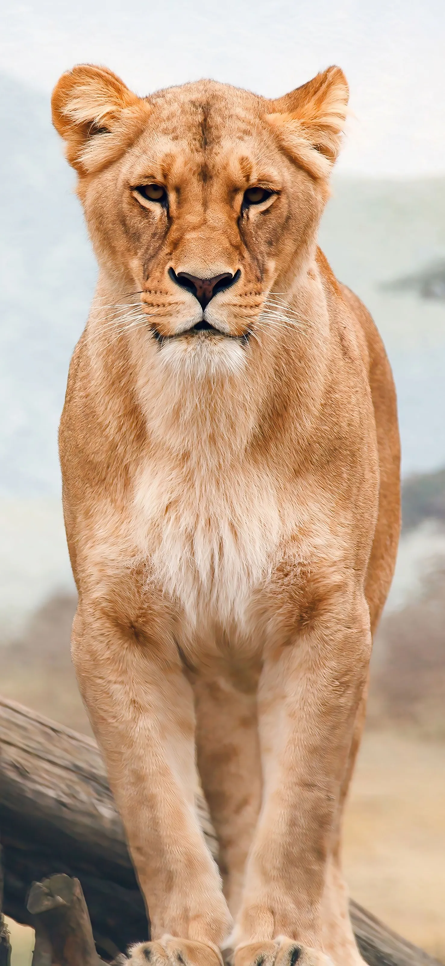 A beautiful African Lion