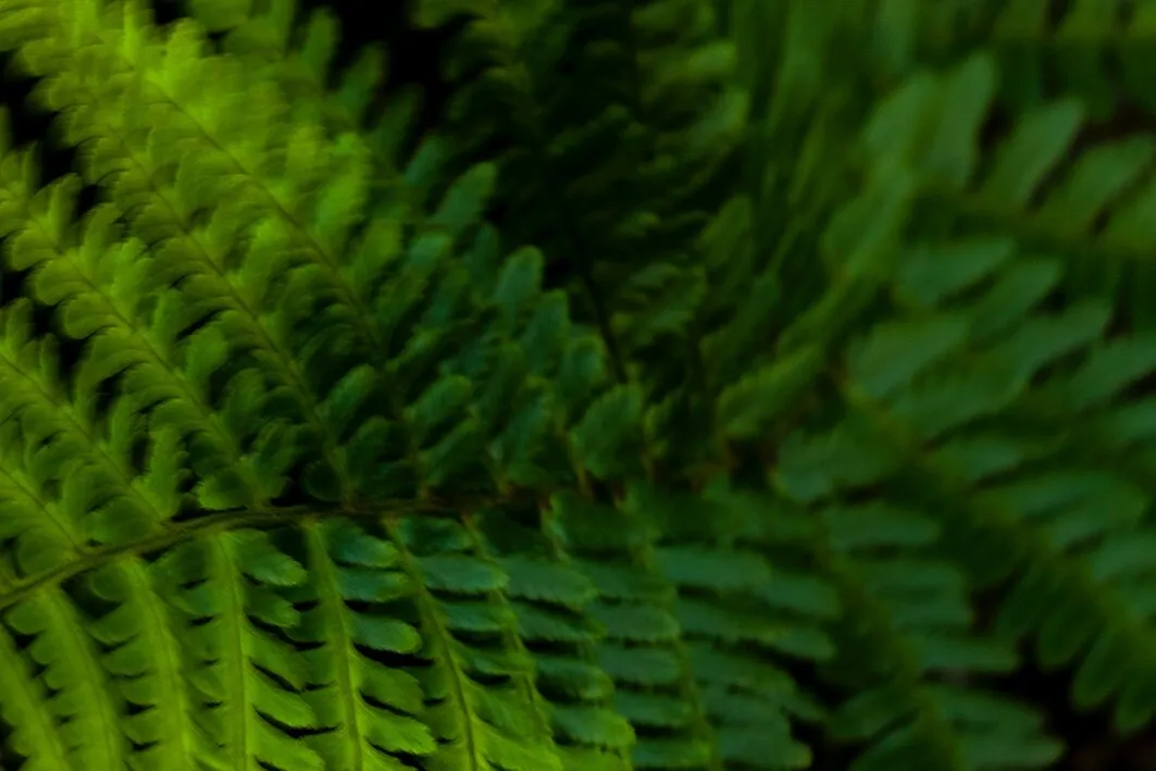 Abstract Fern, 2016.