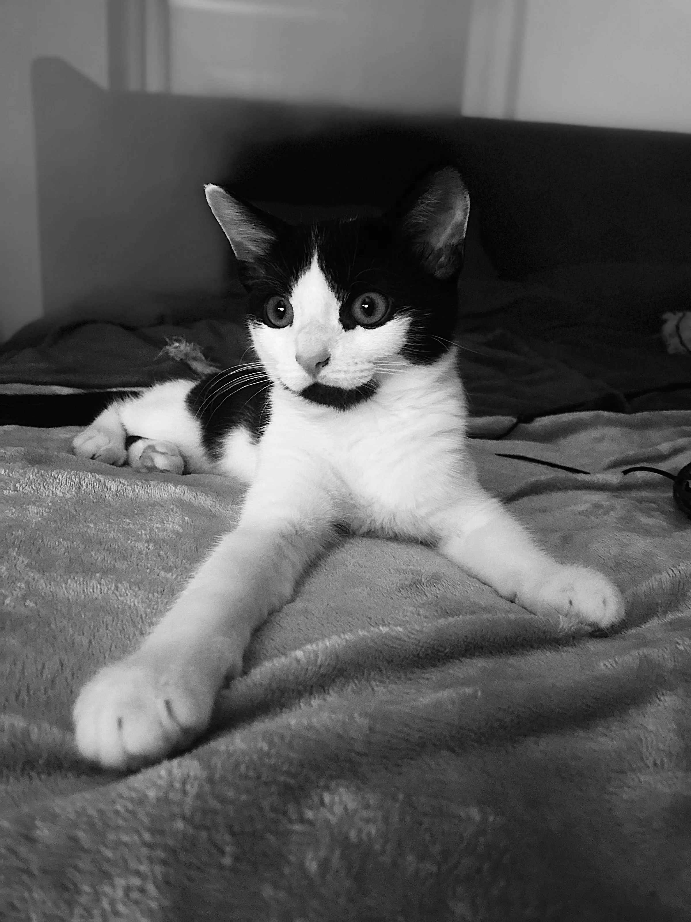 Dave The Kitten