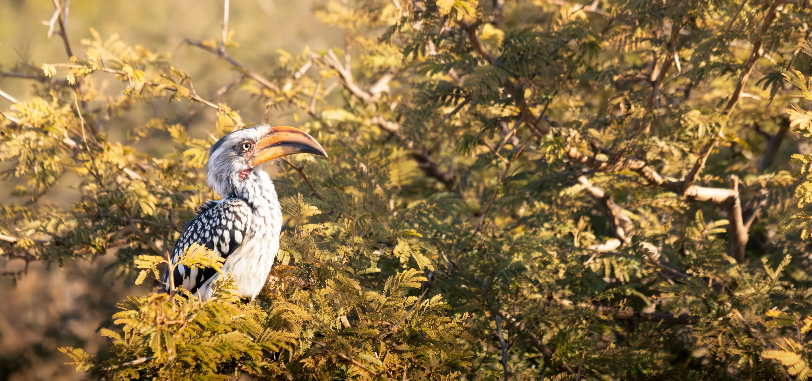 Yellow Billed Hornbill