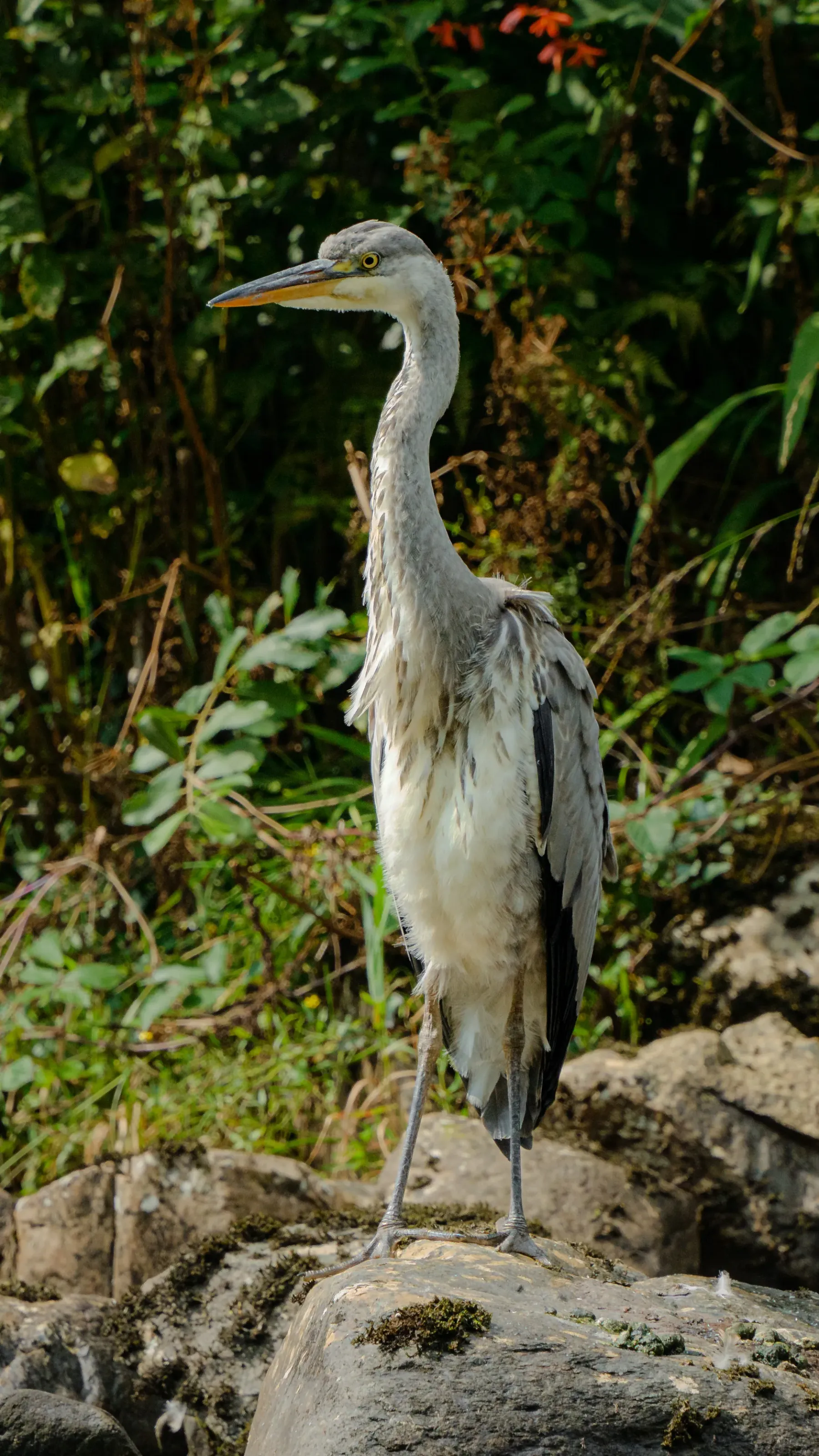 Heron - Wales