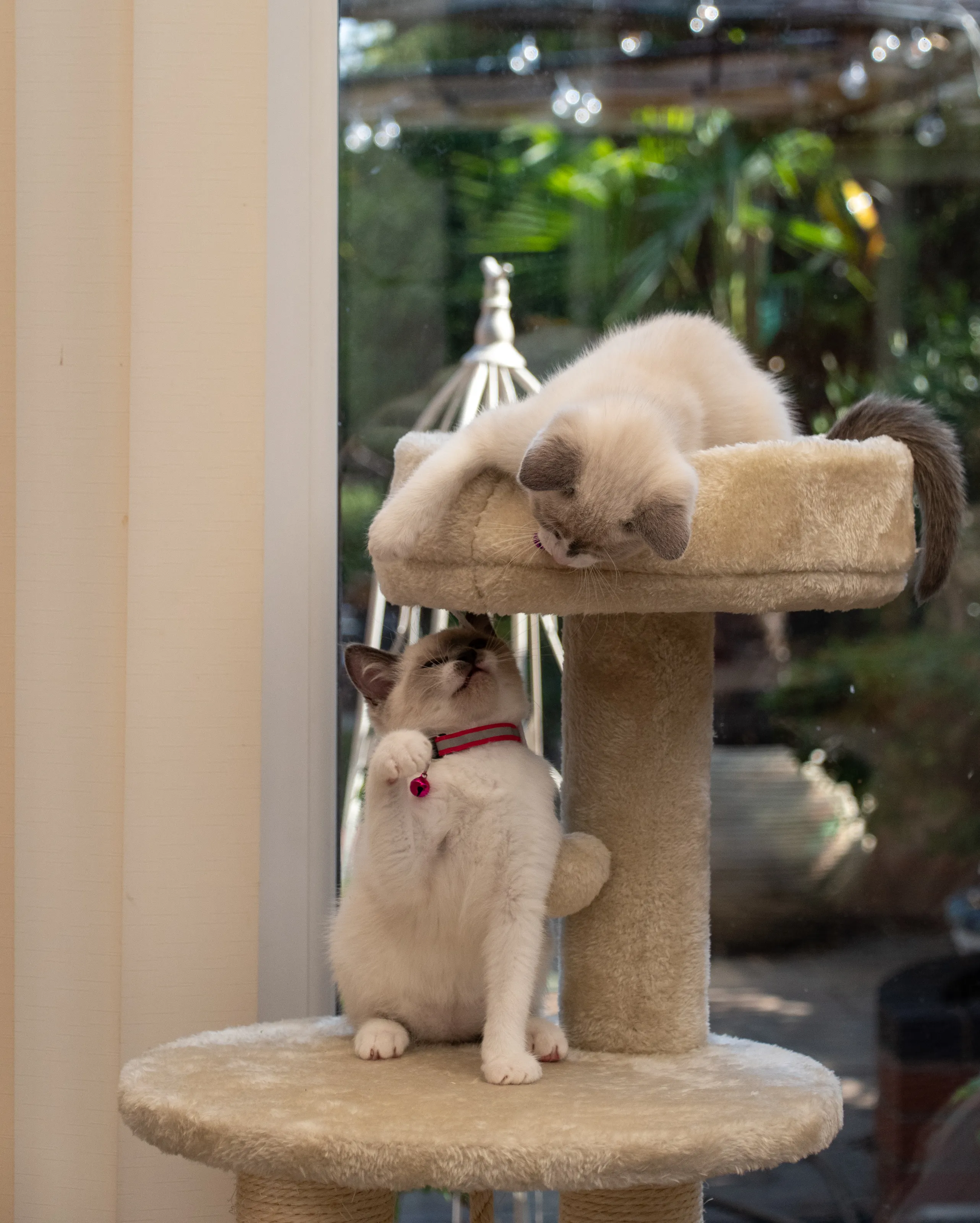 Cats and Kittens Playing