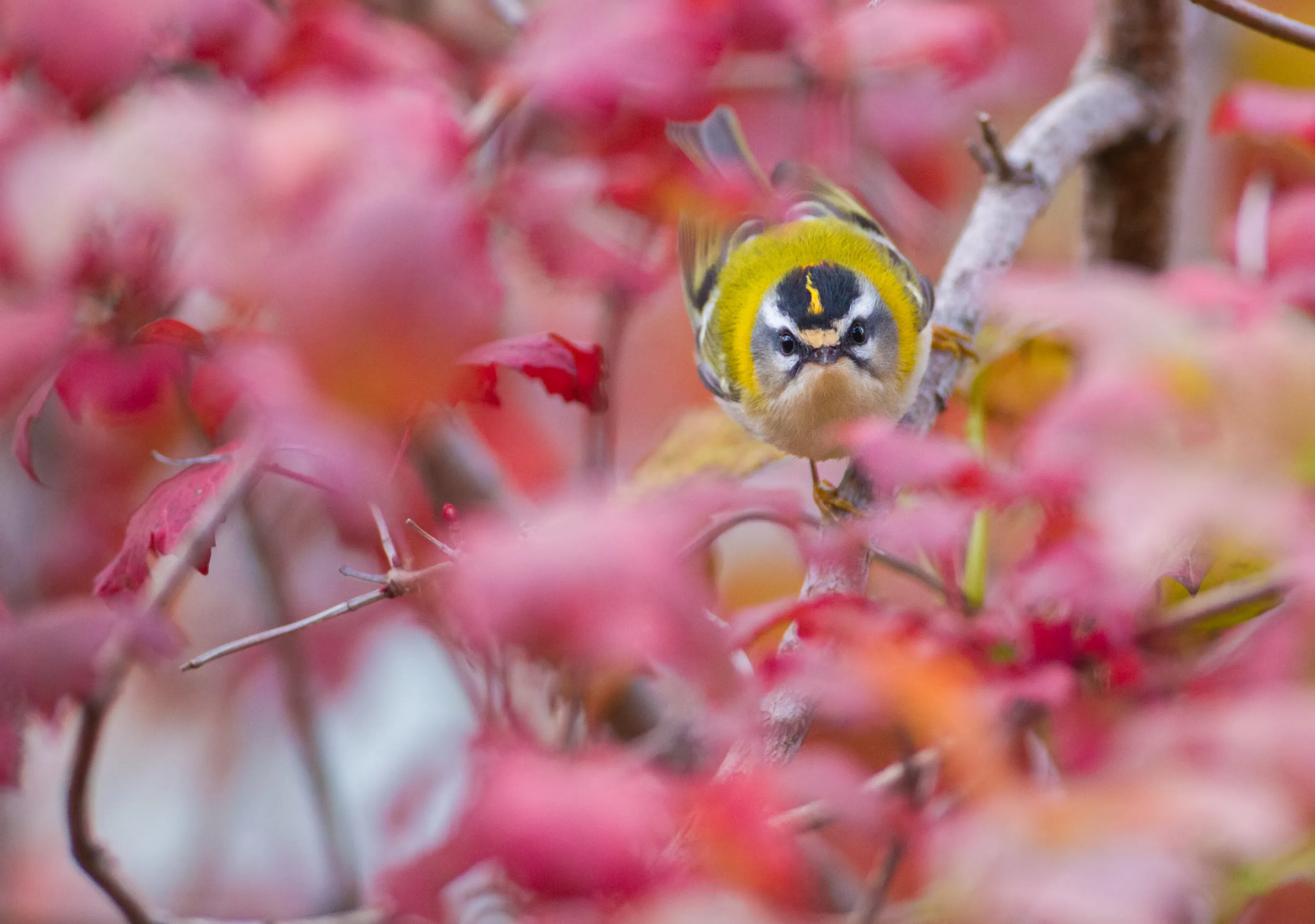 Common Firecrest