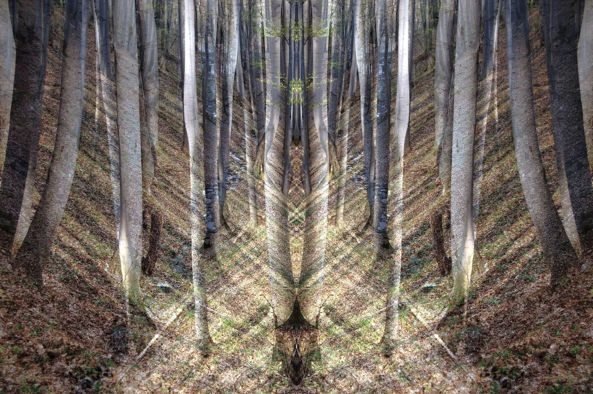Rorschach Forest