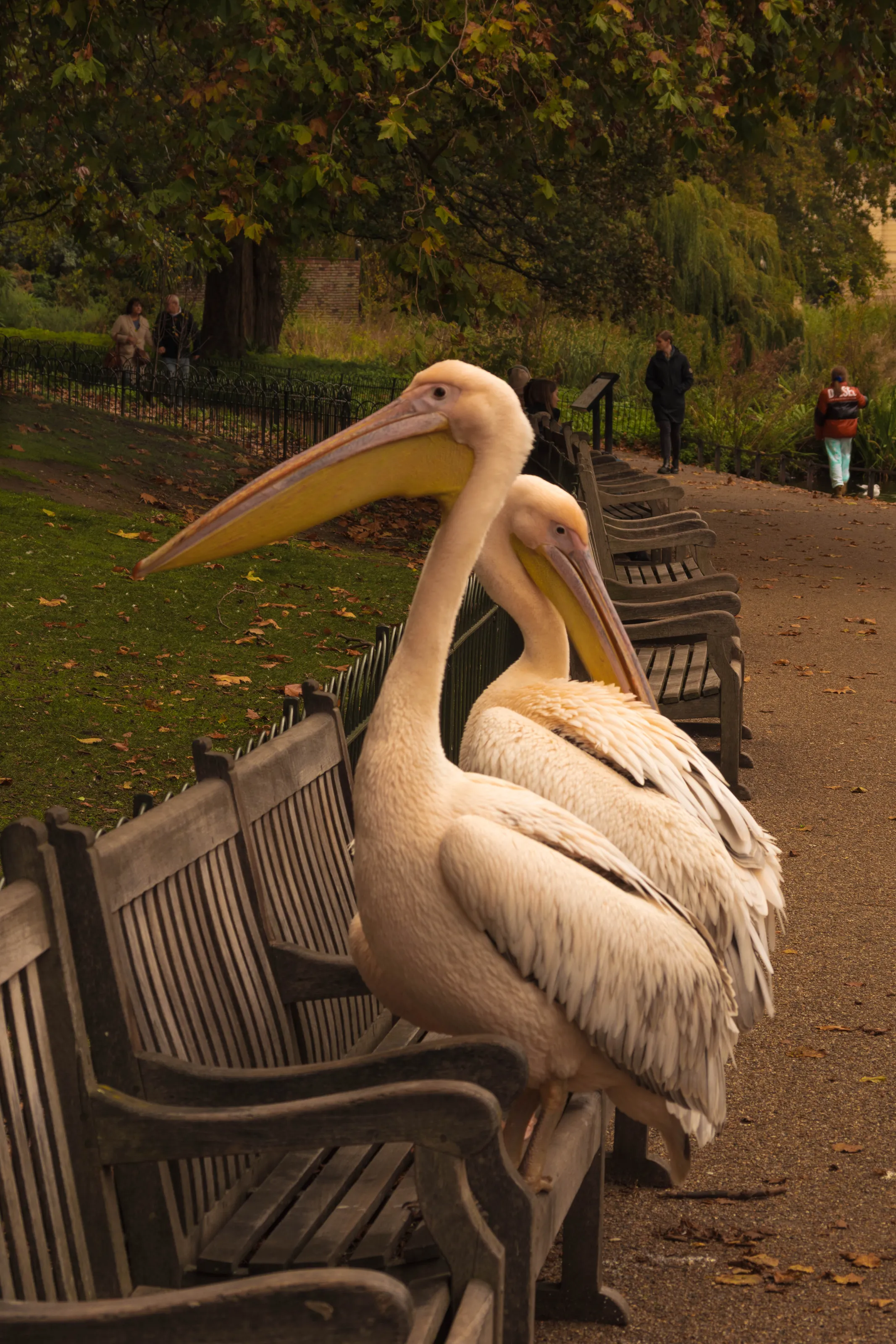St. James Pelicans