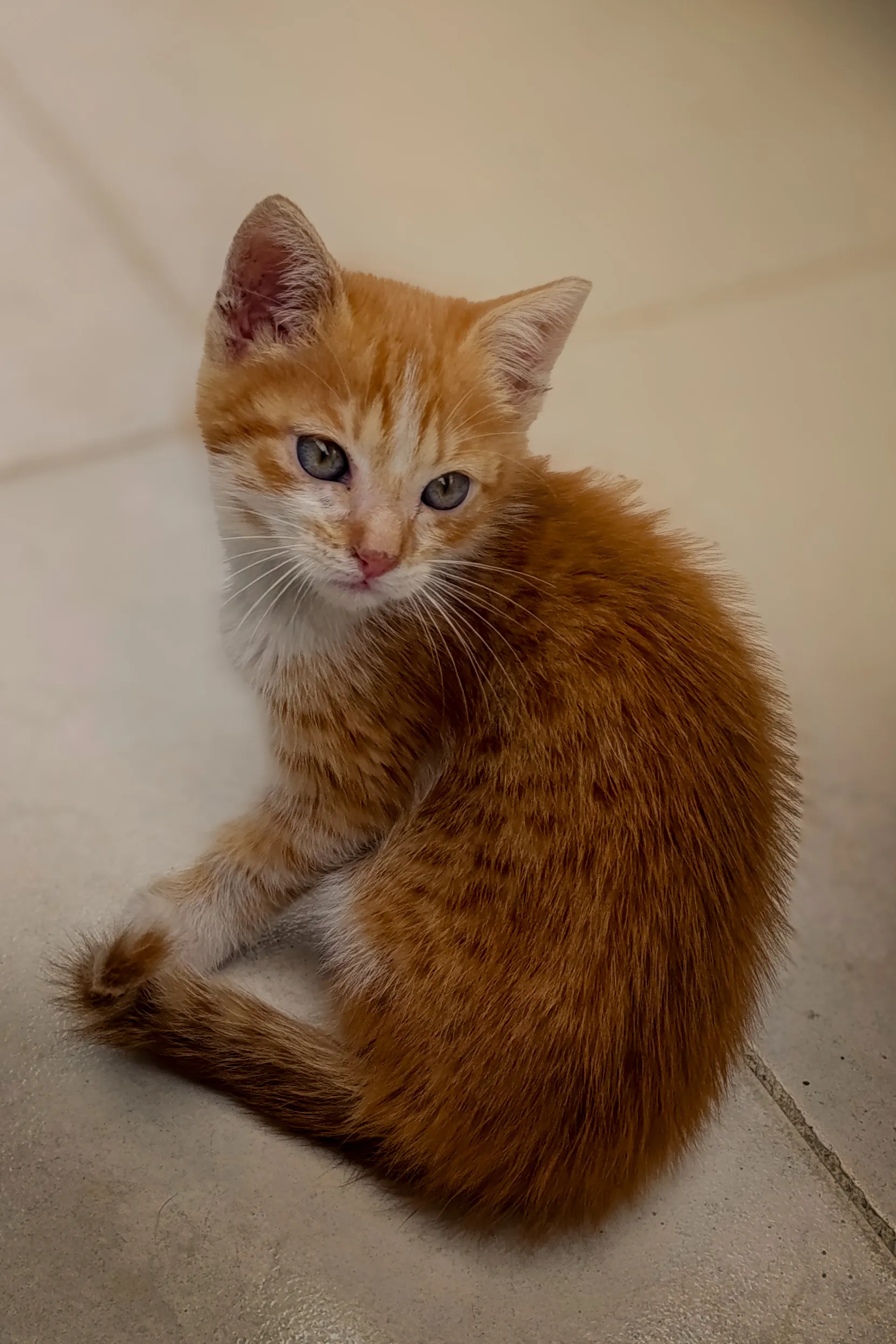 Gatito naranja
