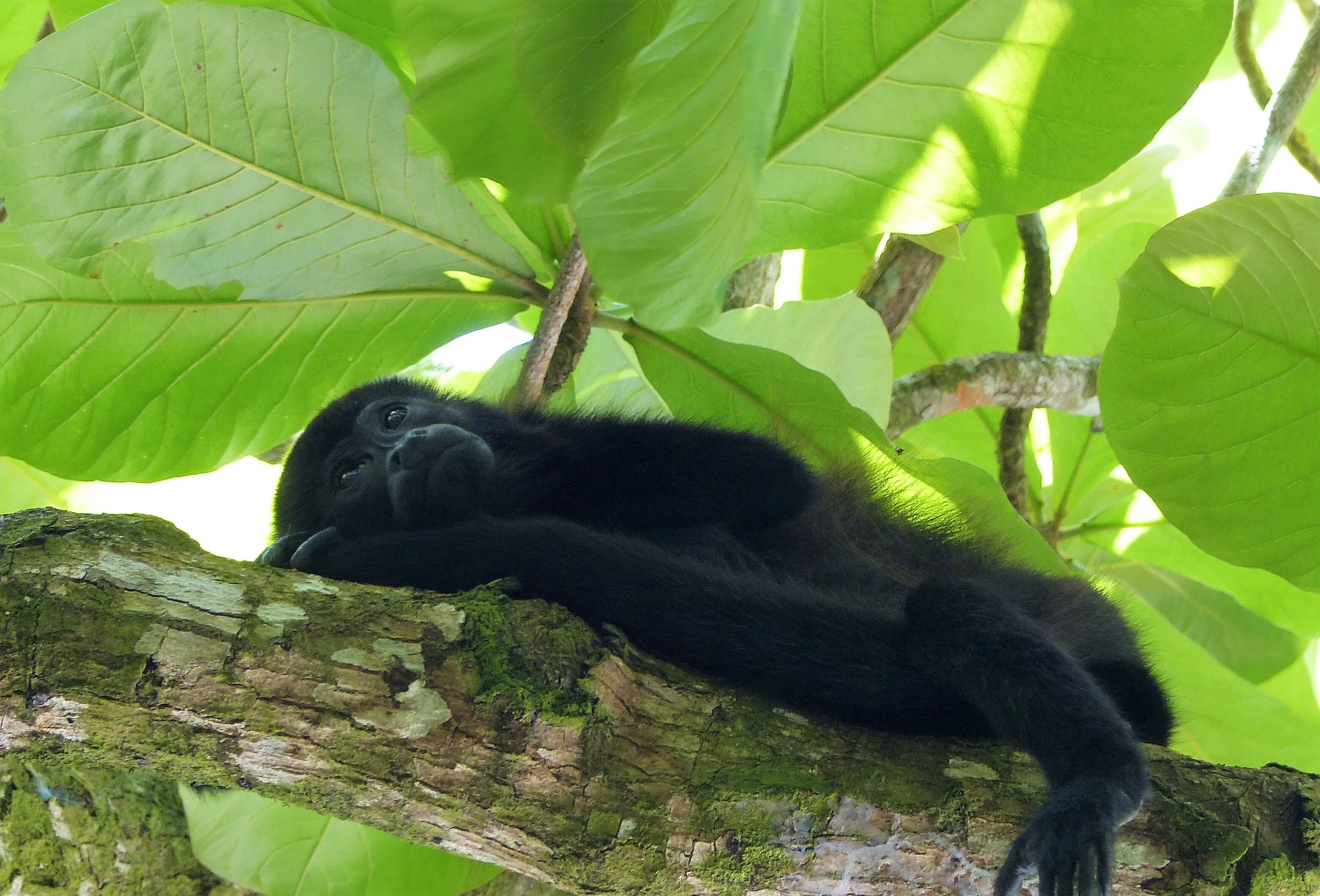 In the moment - Cahuita National Park