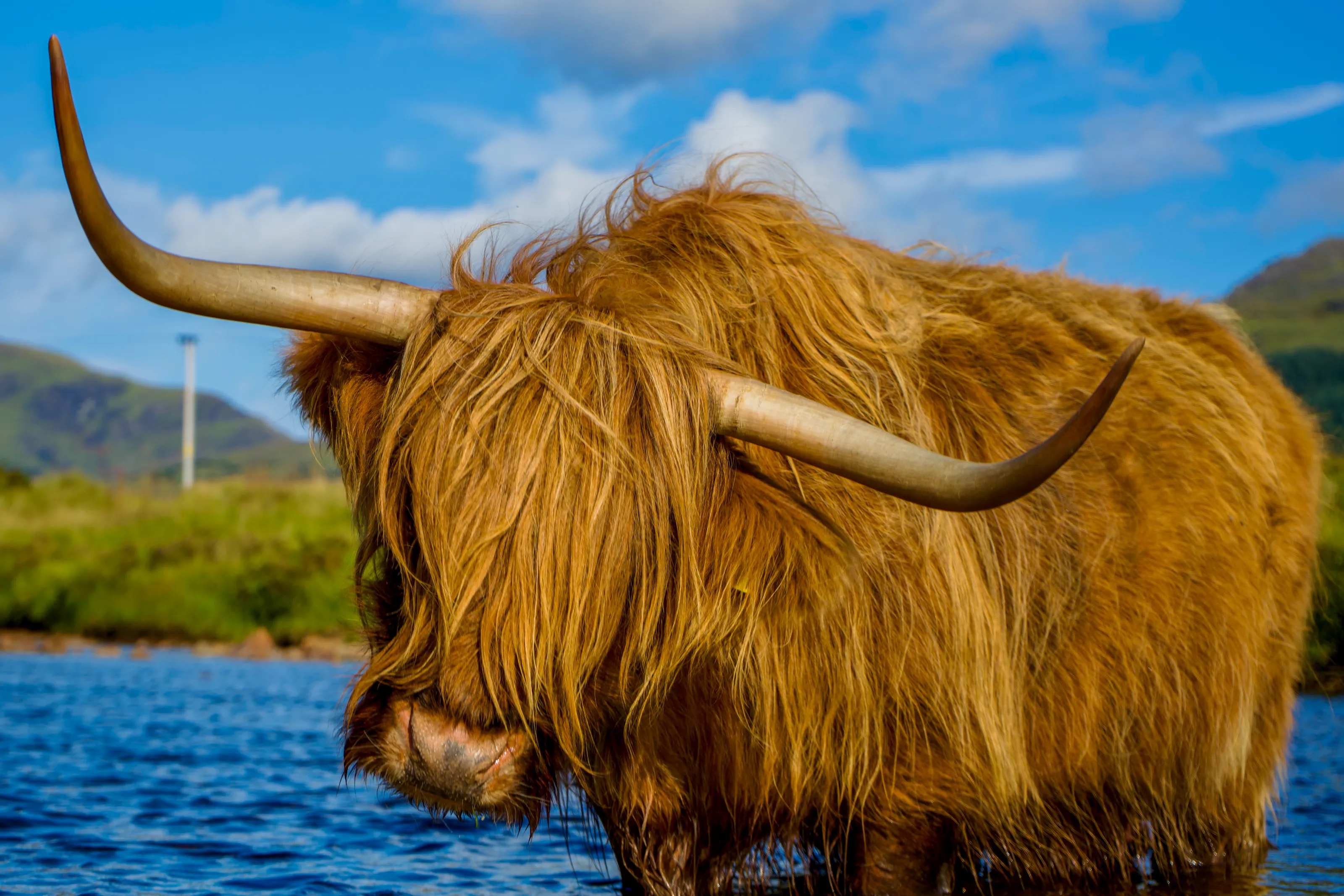 Highland cow