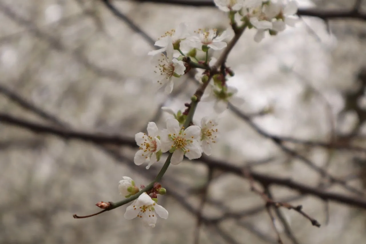 The blossoms are ready to bloom