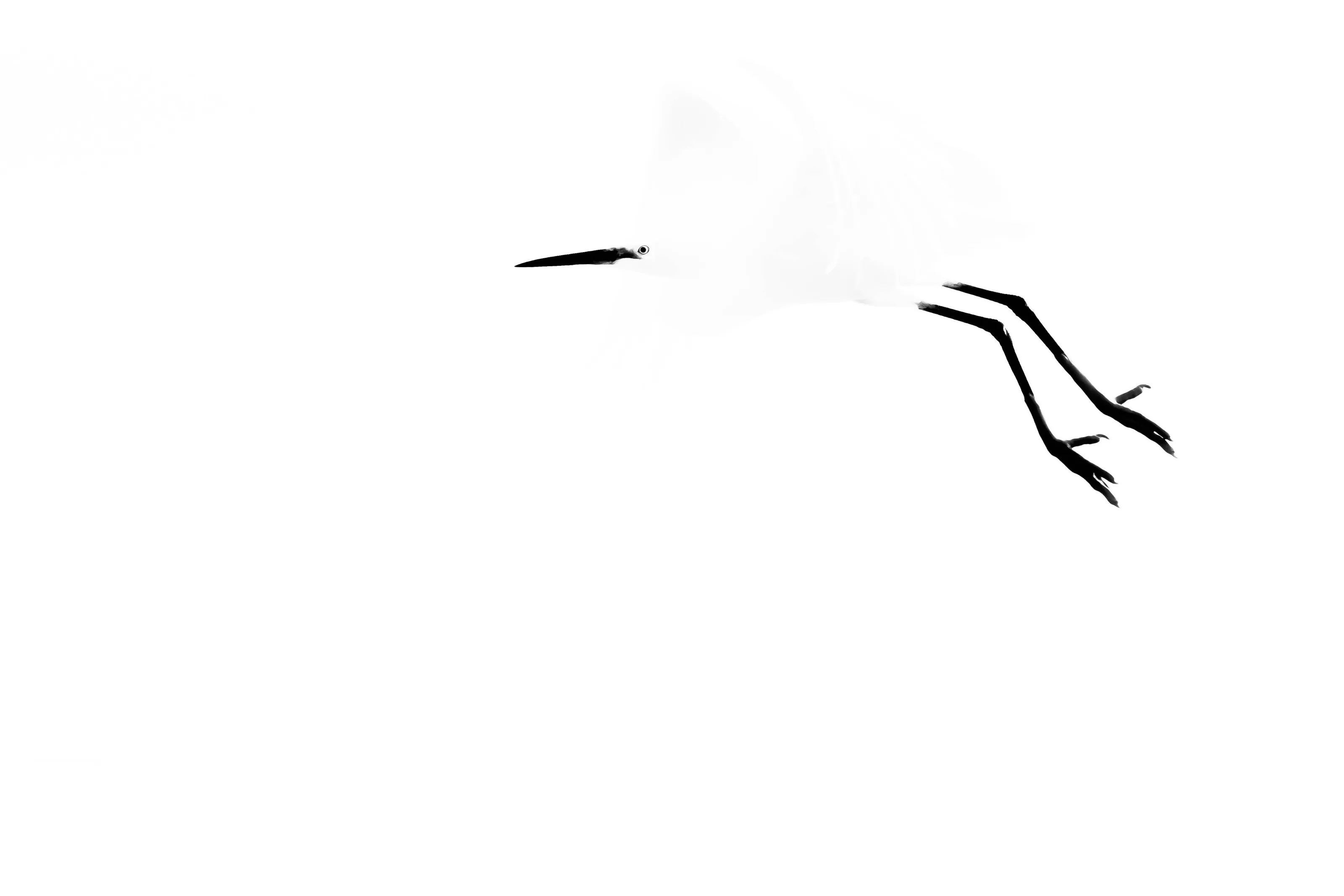 The flight