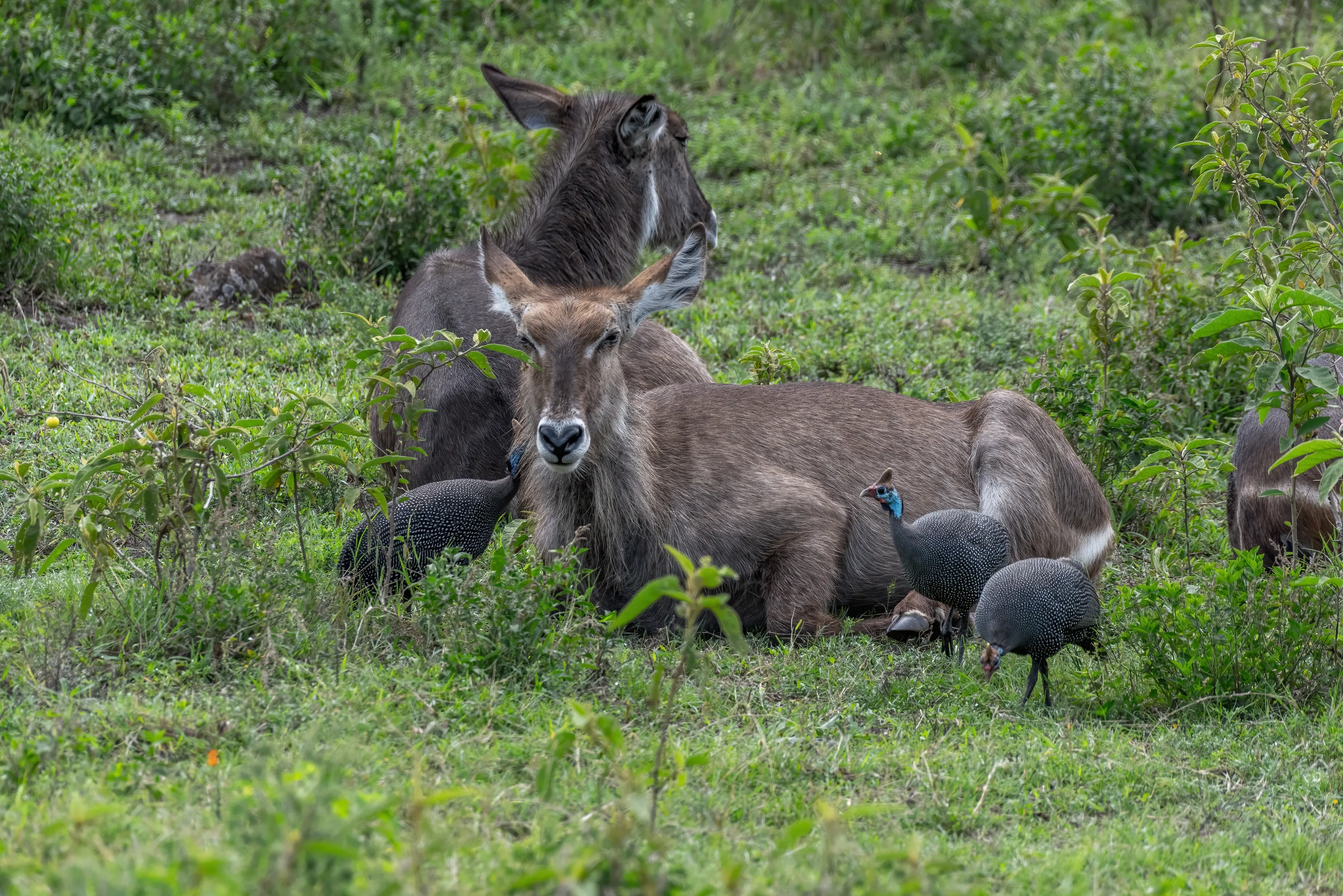 Animals of Different Species Together