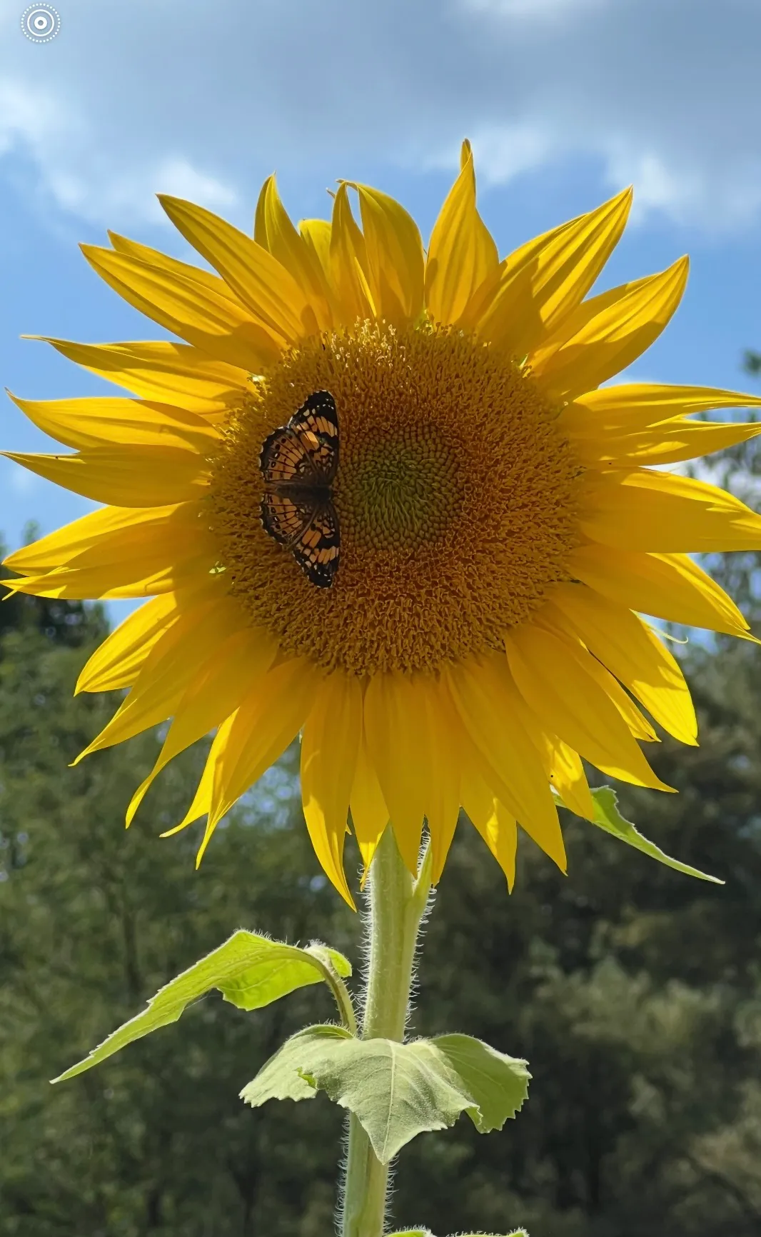 Nature’s Harmony
