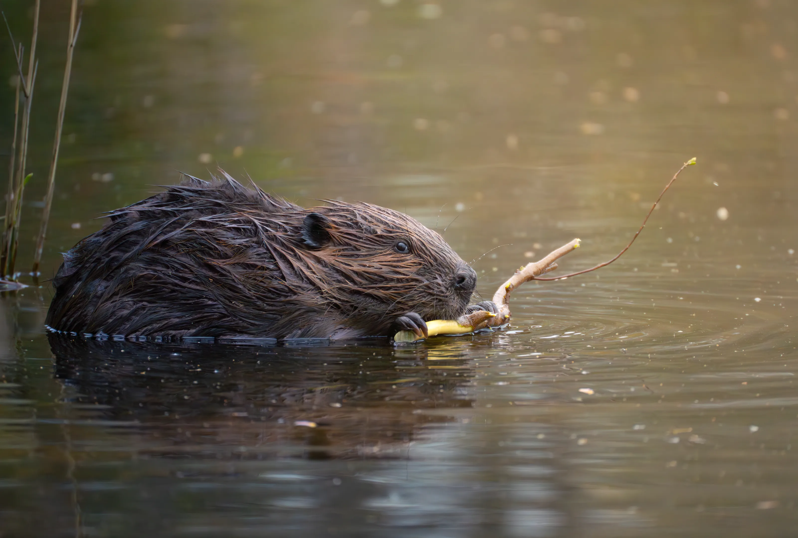 Dinnertime Beaver