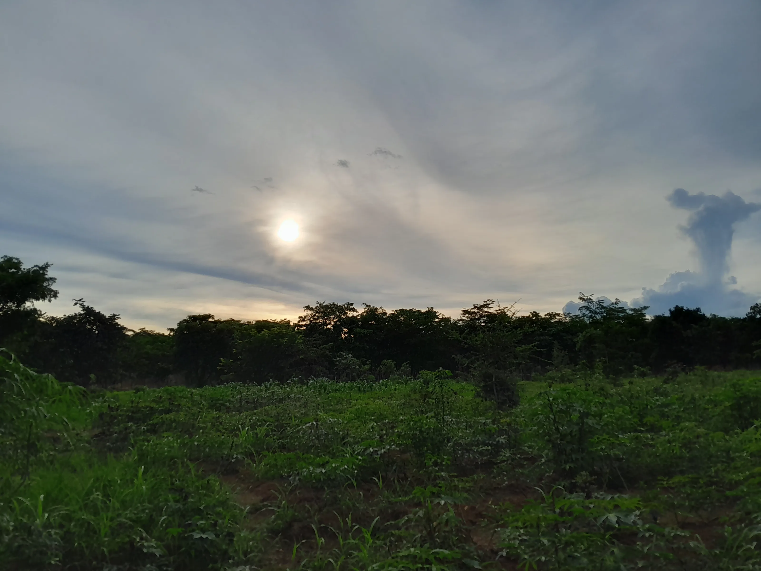 Whispers Beneath the Dying Sun