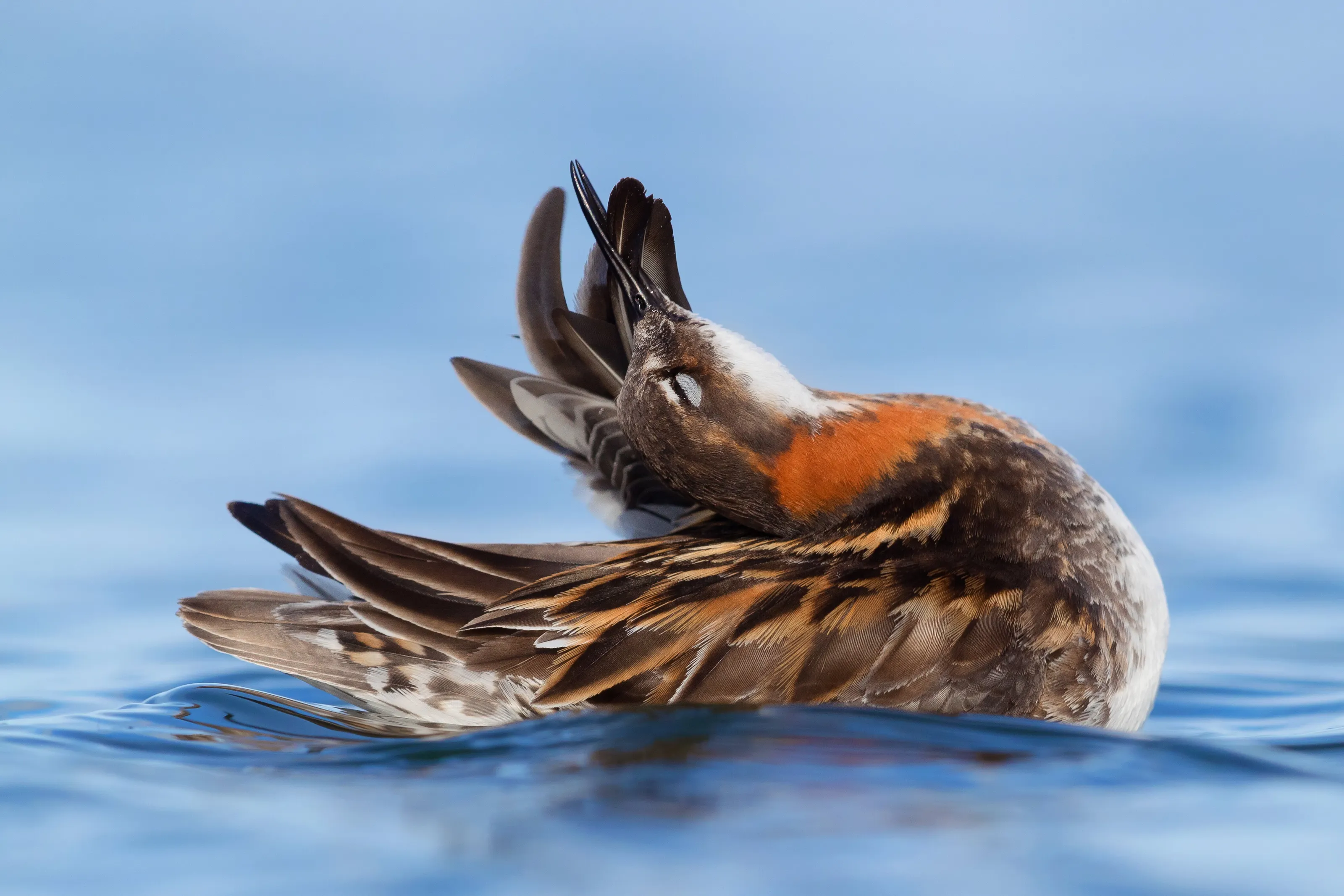 Red-necked Phalarope (Phalaropus lobatus)