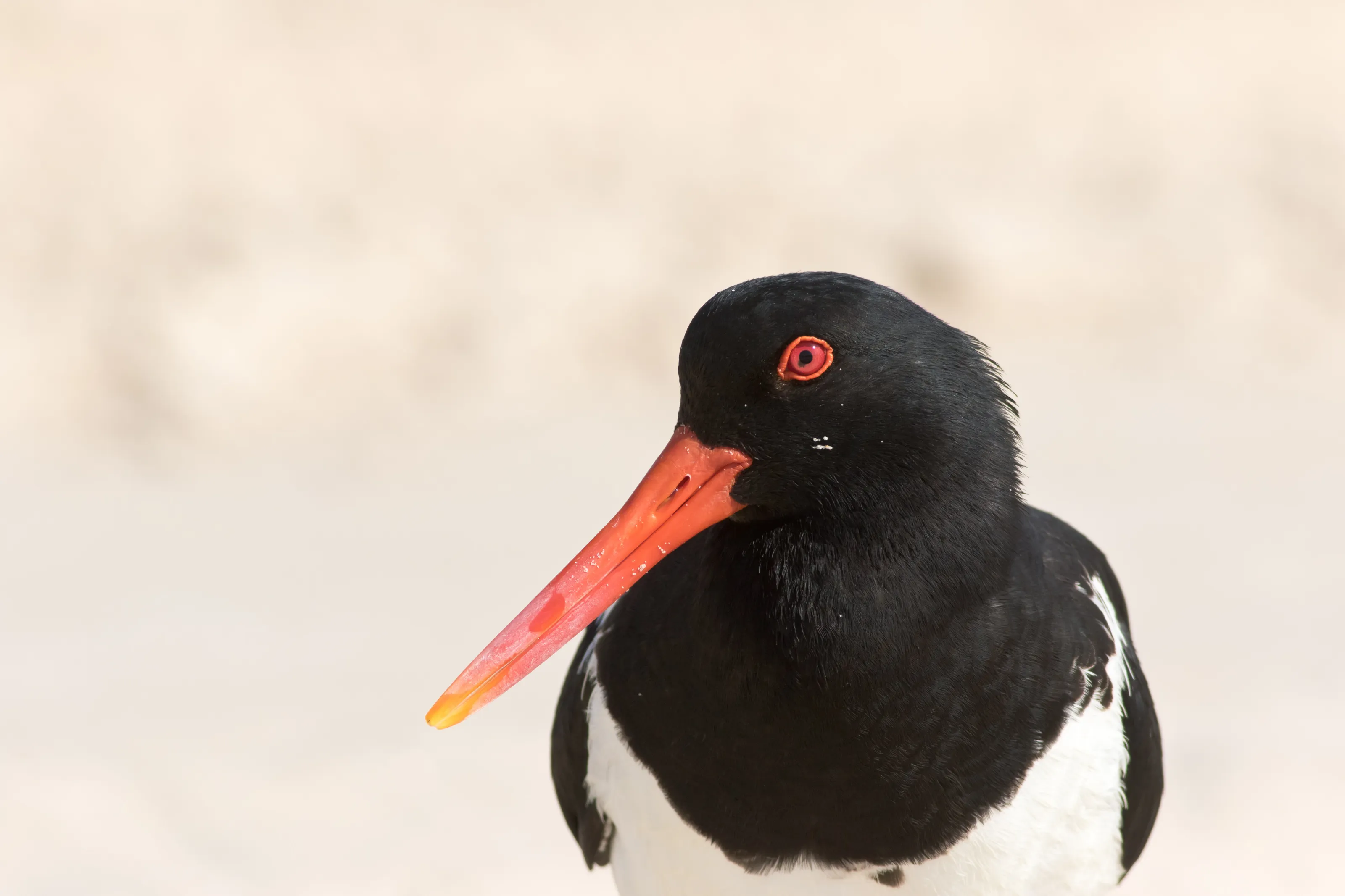 Oystercatcher Interest