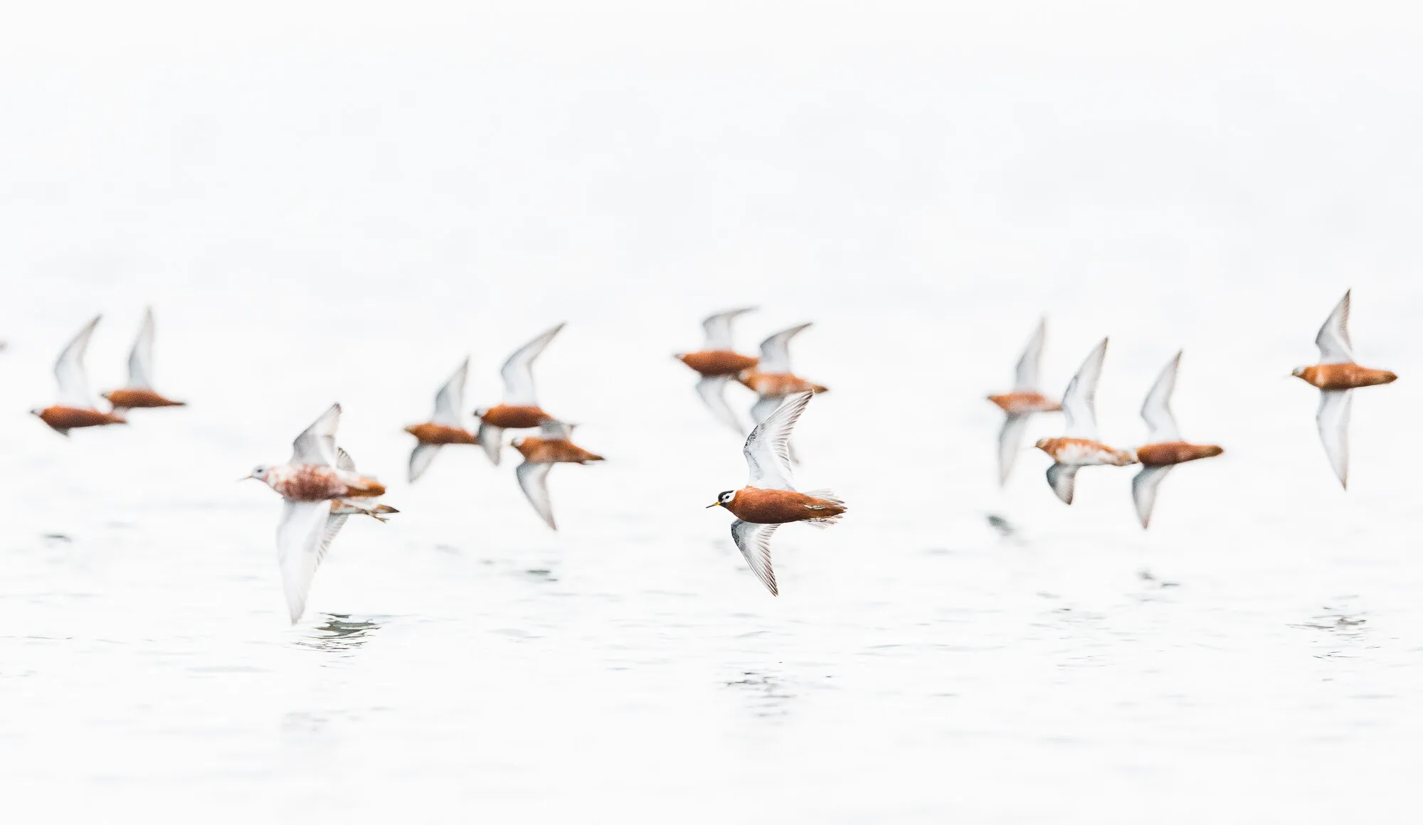 Phalarope flight