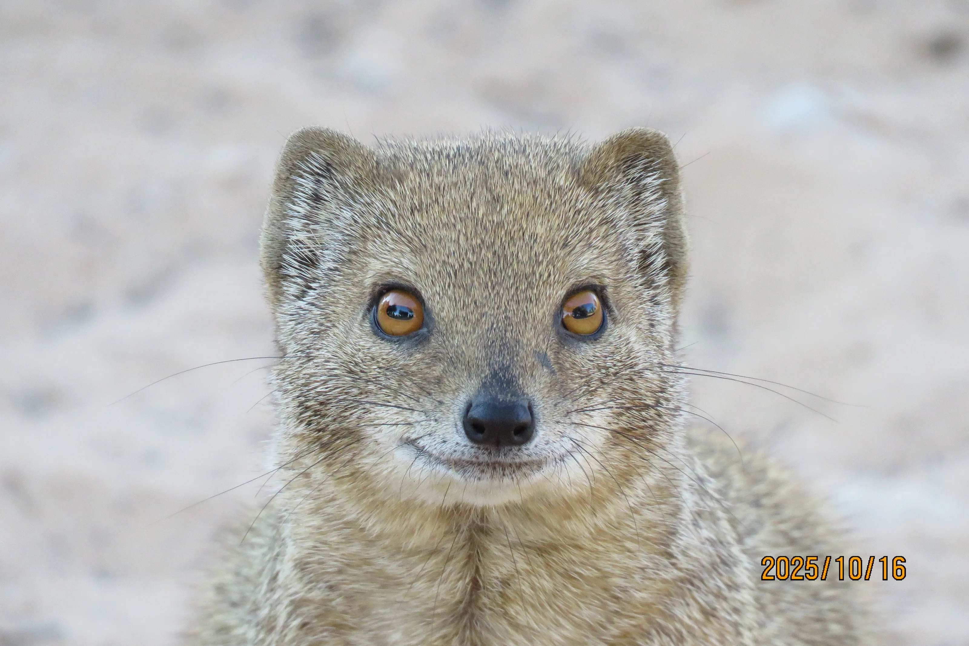 The mongoose
