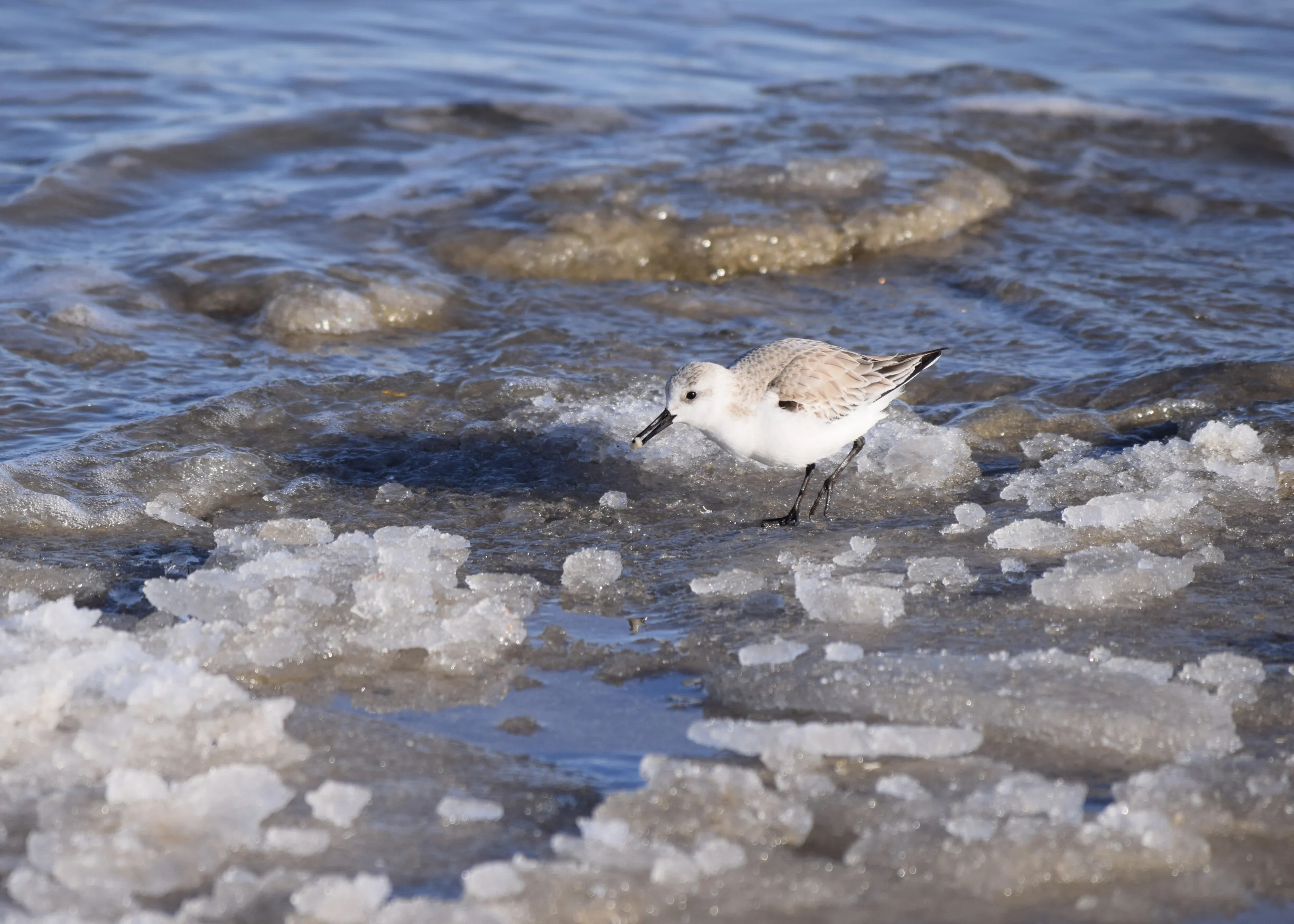 Icy Sanderling