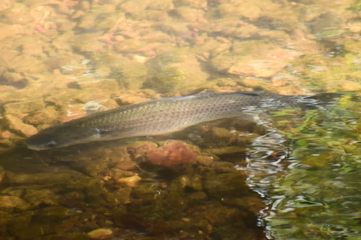 River Otter fish flow