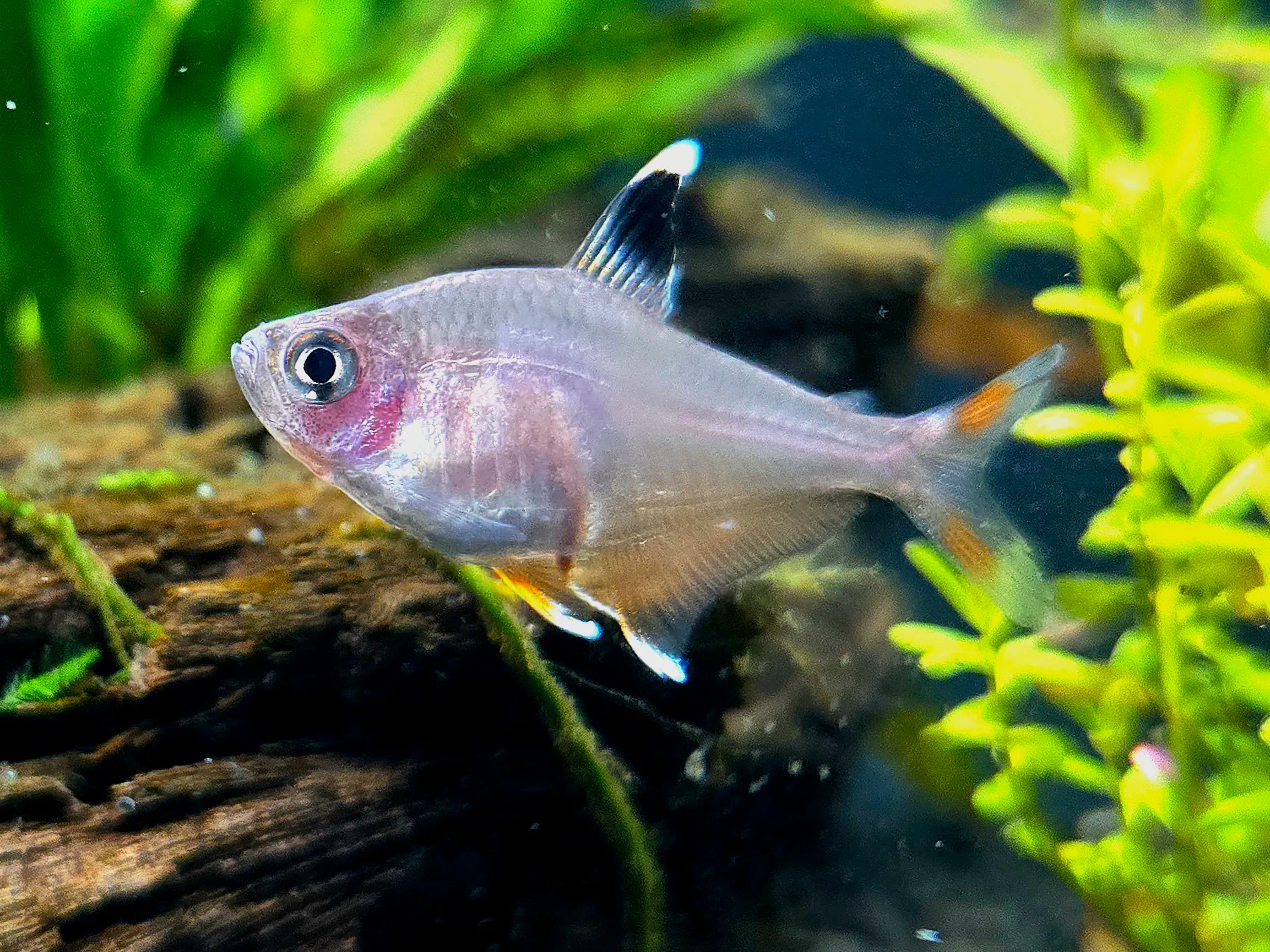 Rosy Tetra