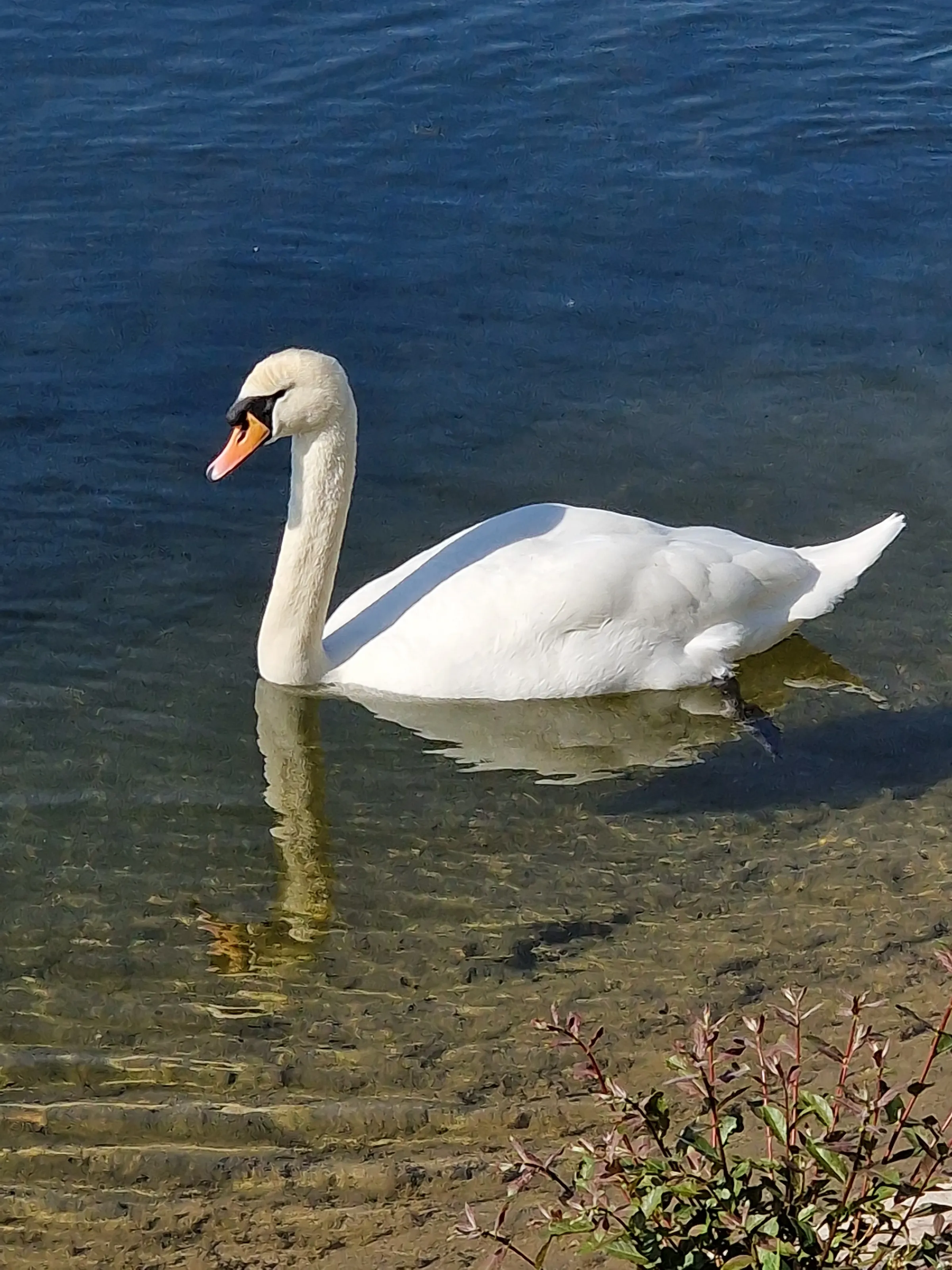 Swan on the lake