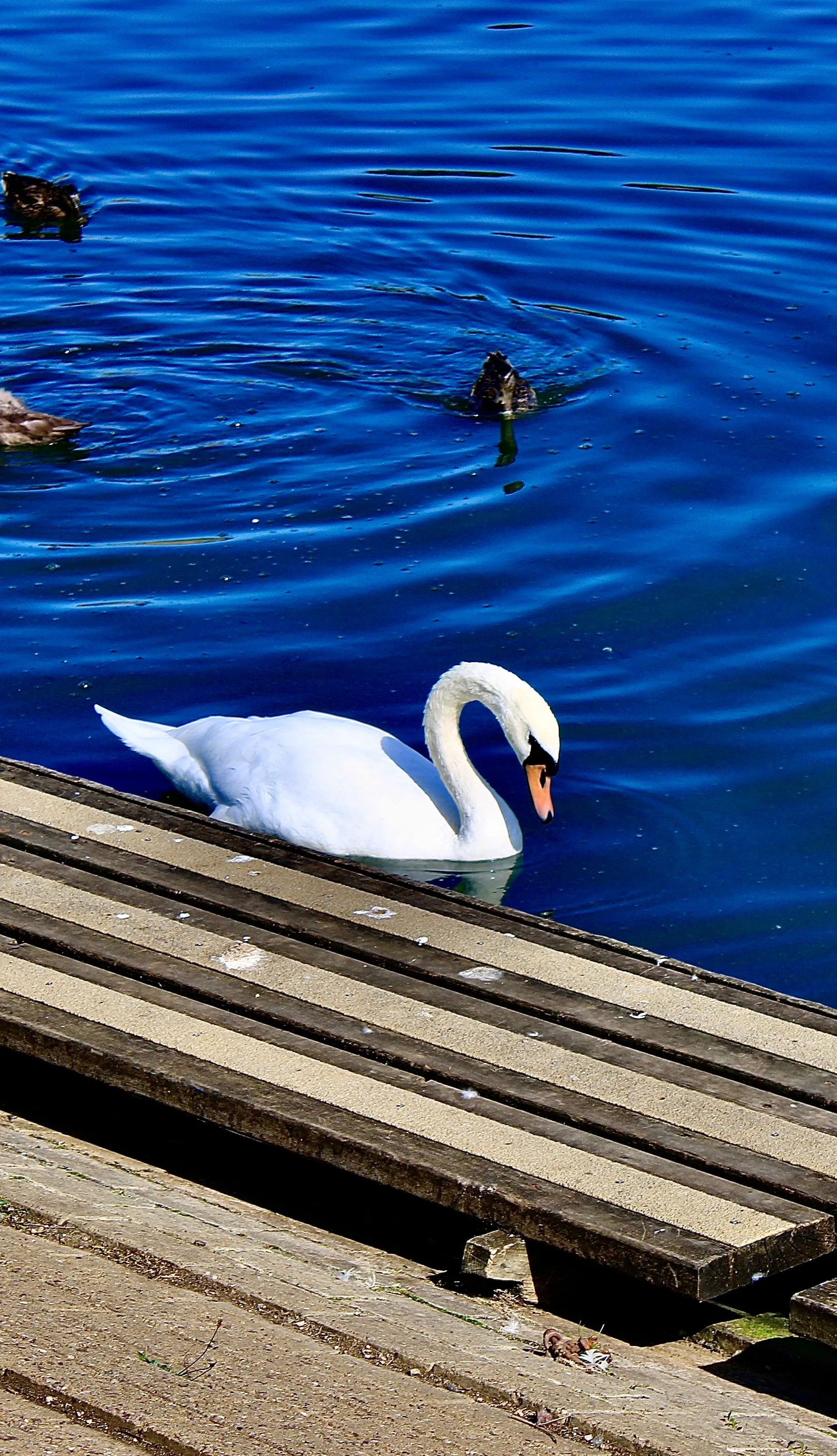 graceful swan