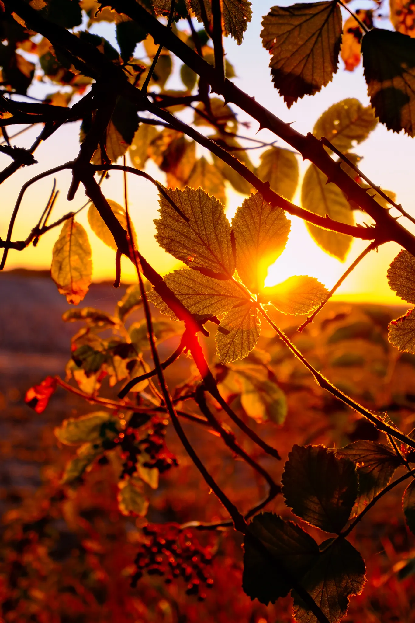 Golden leaves
