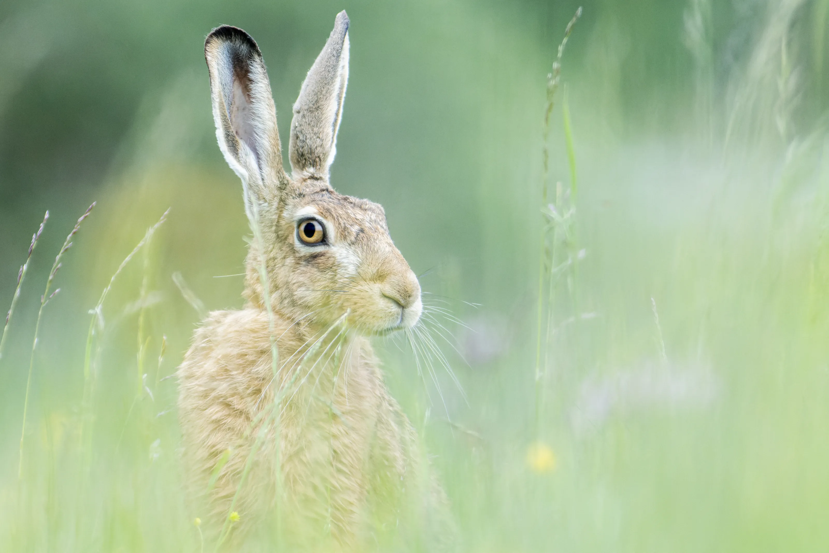 Hare in May meadow
