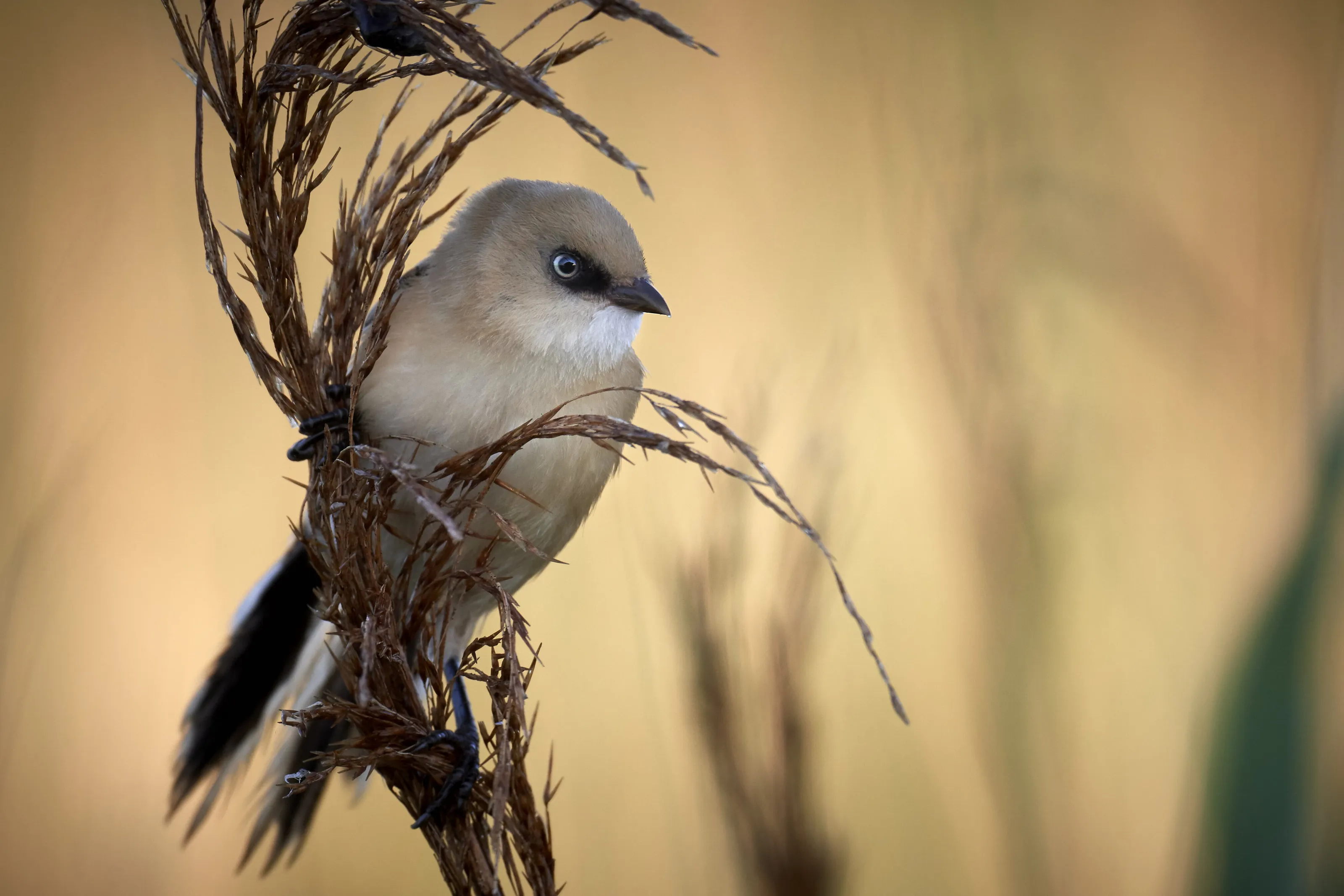 bearded tit portrait