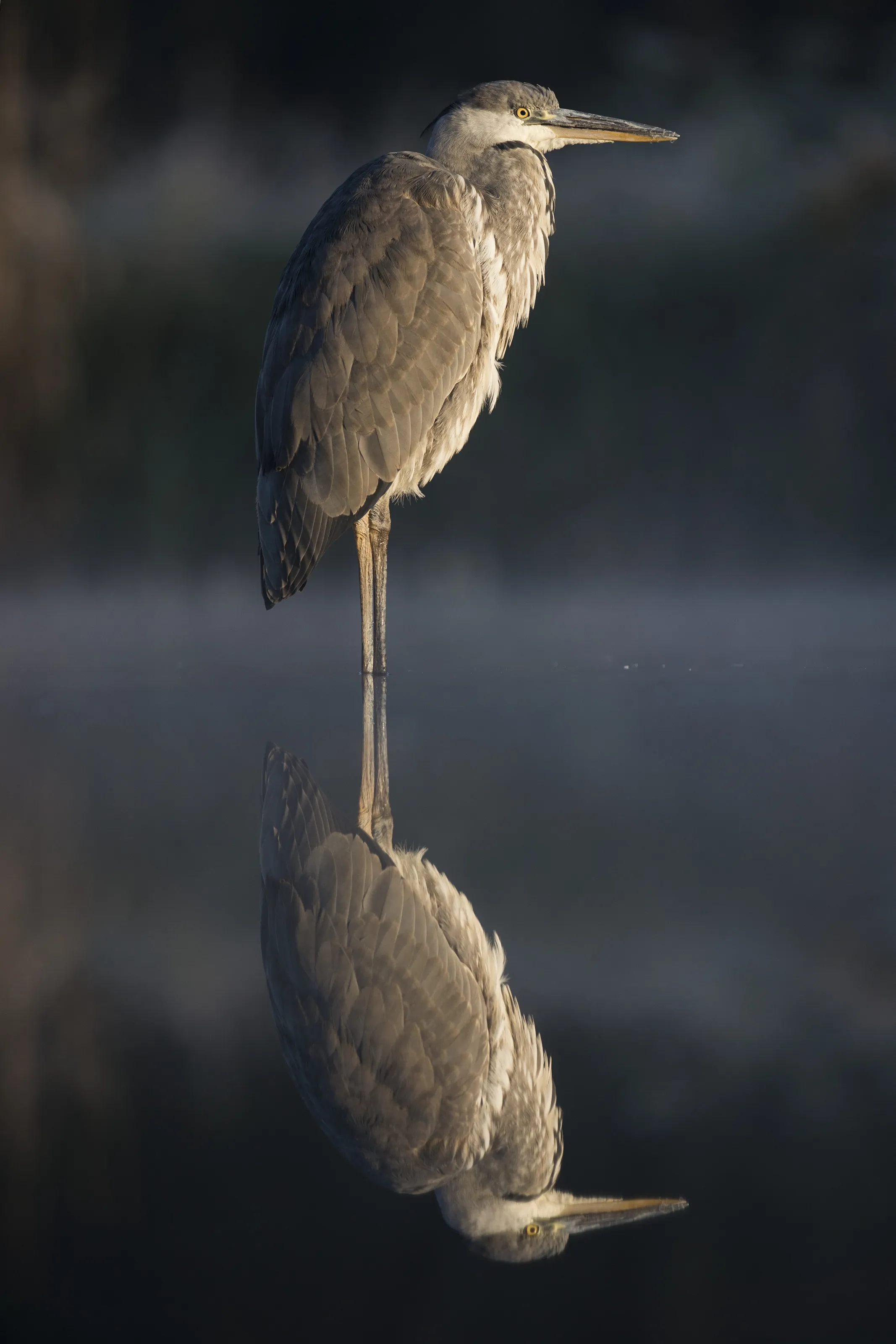 Misty Mirror
