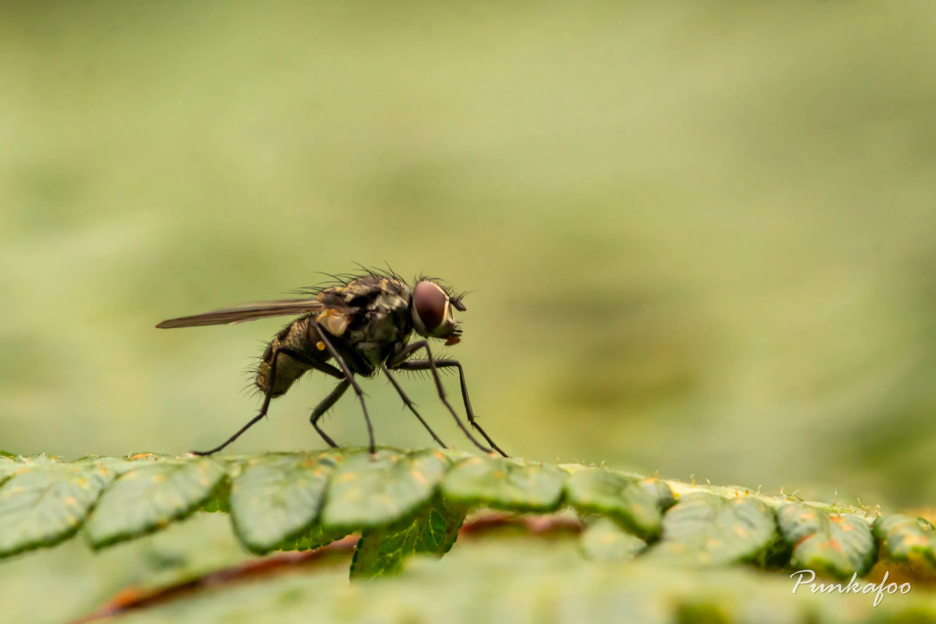 Fly