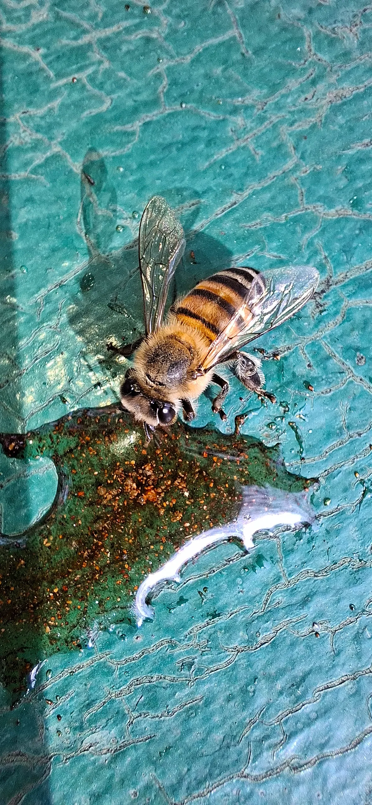 Sugar bee