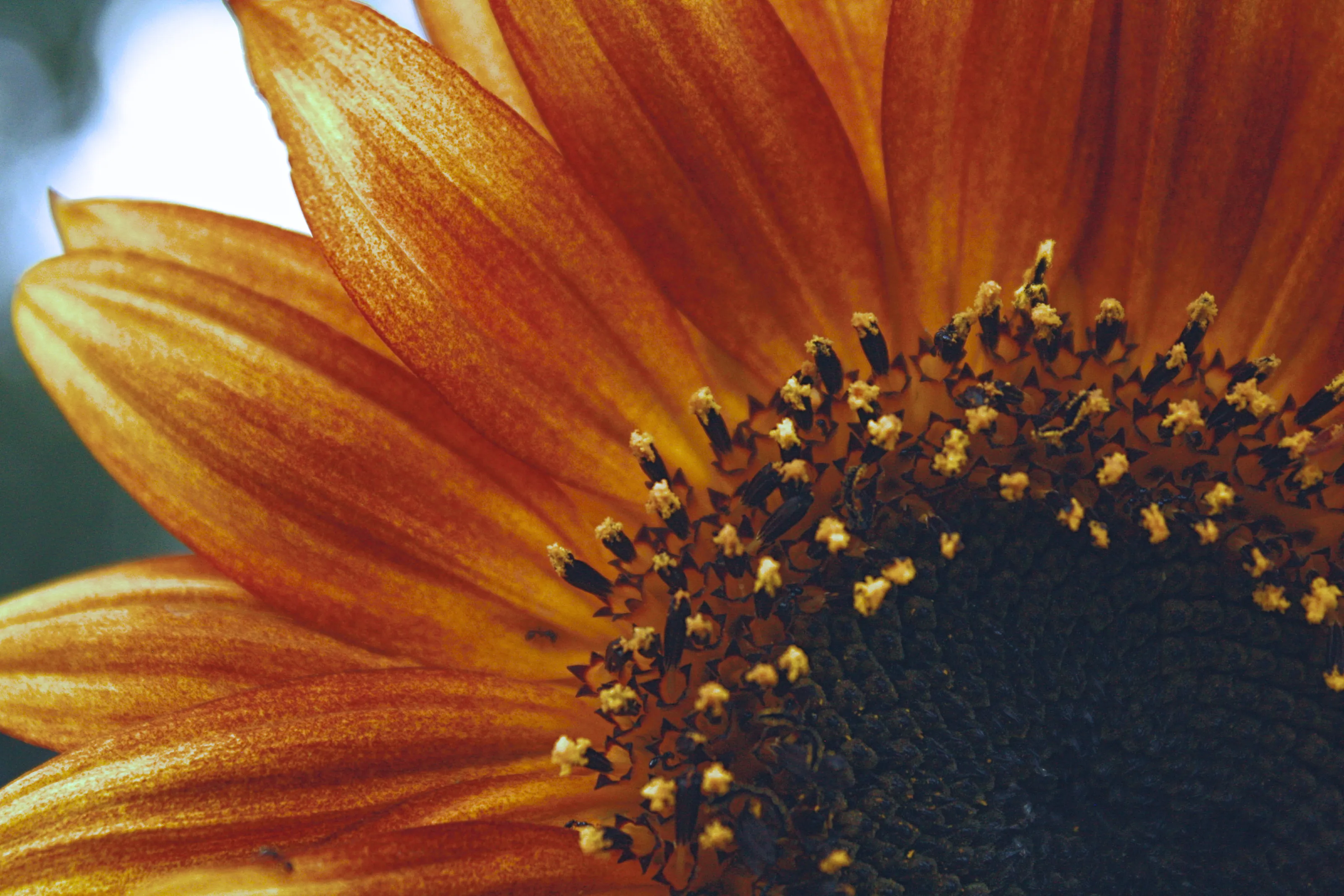 Heart of the Sun