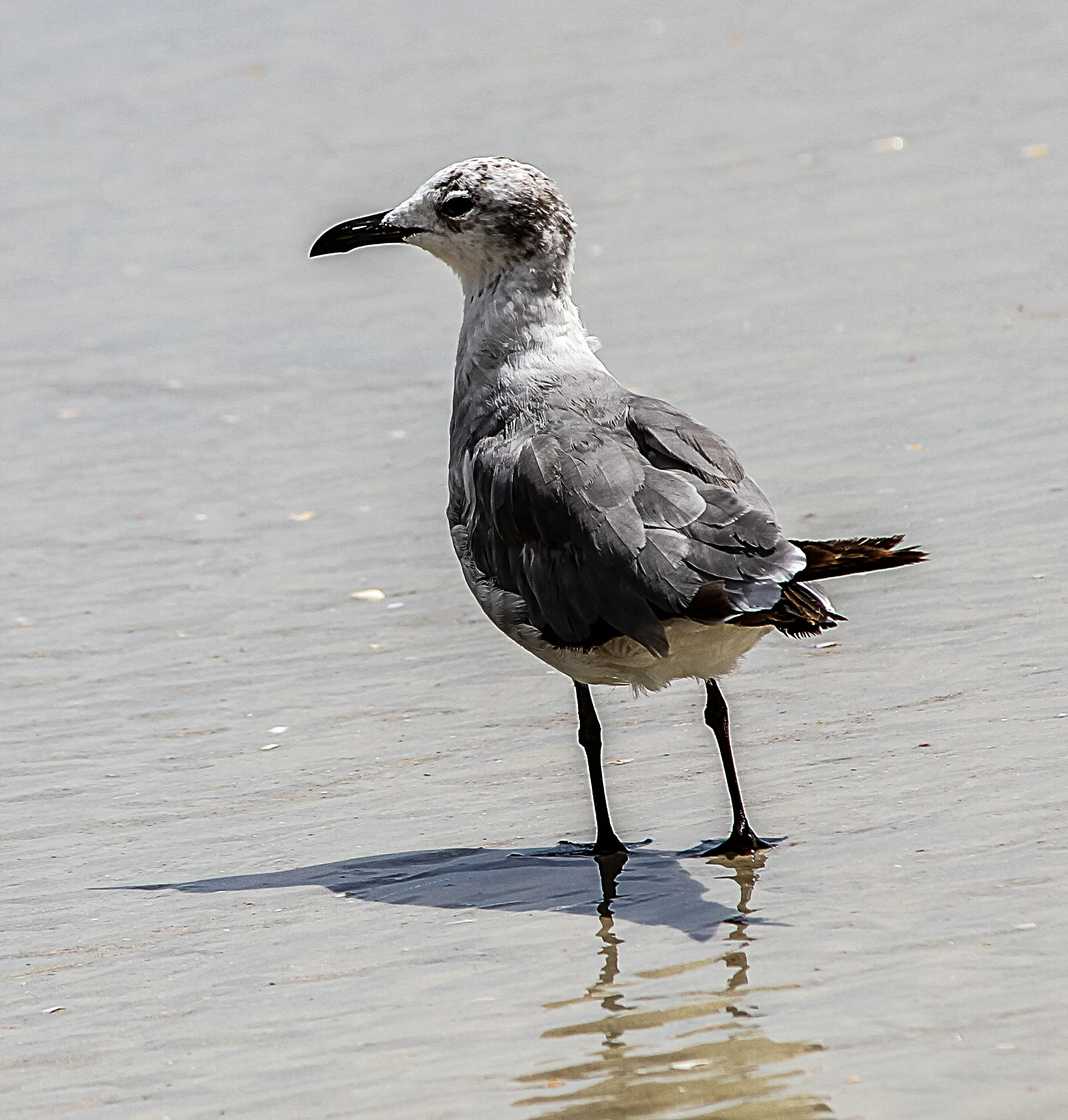 Bird on Beach