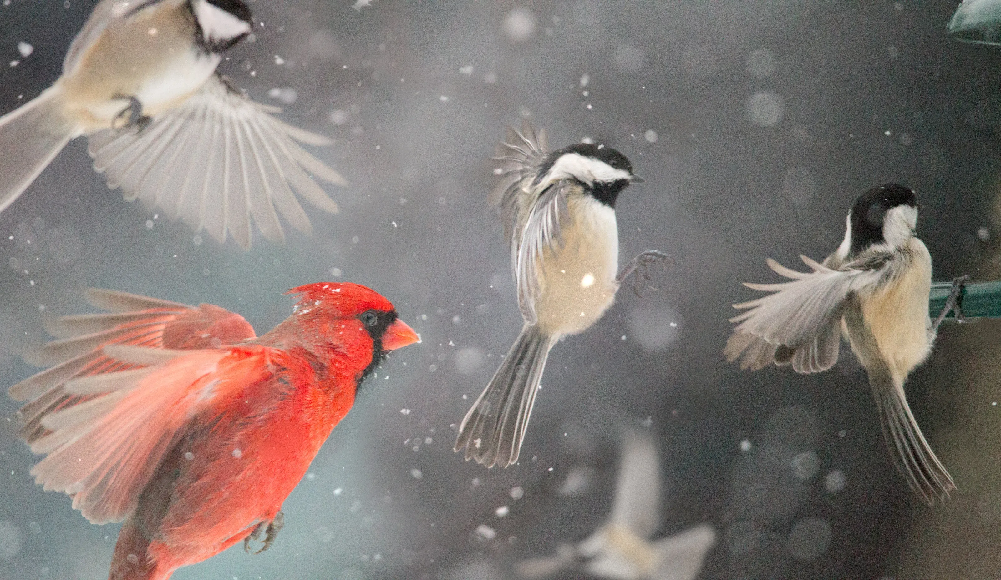 Winter Friends