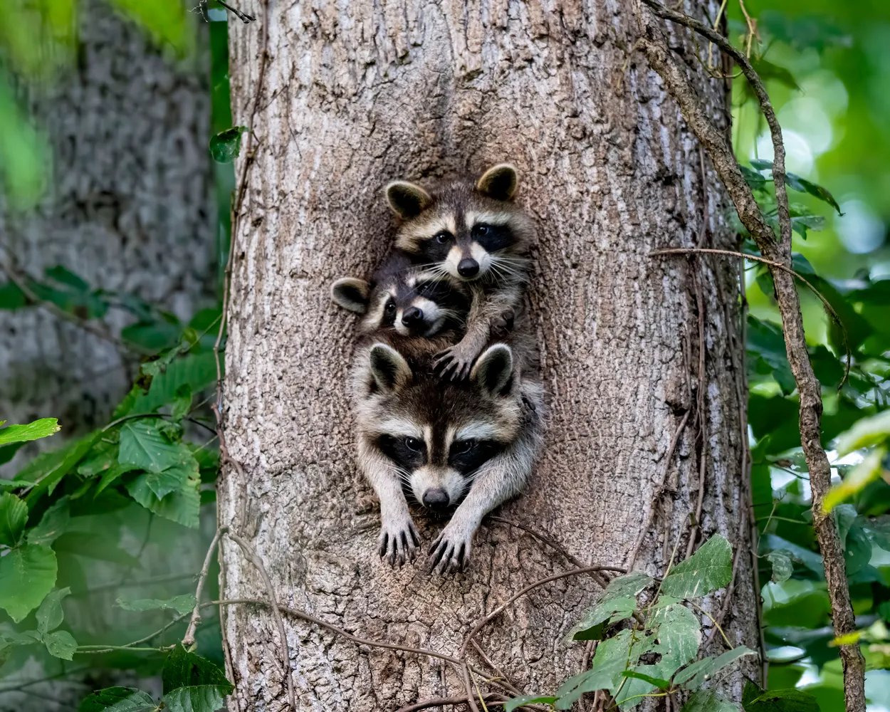 Three Coons