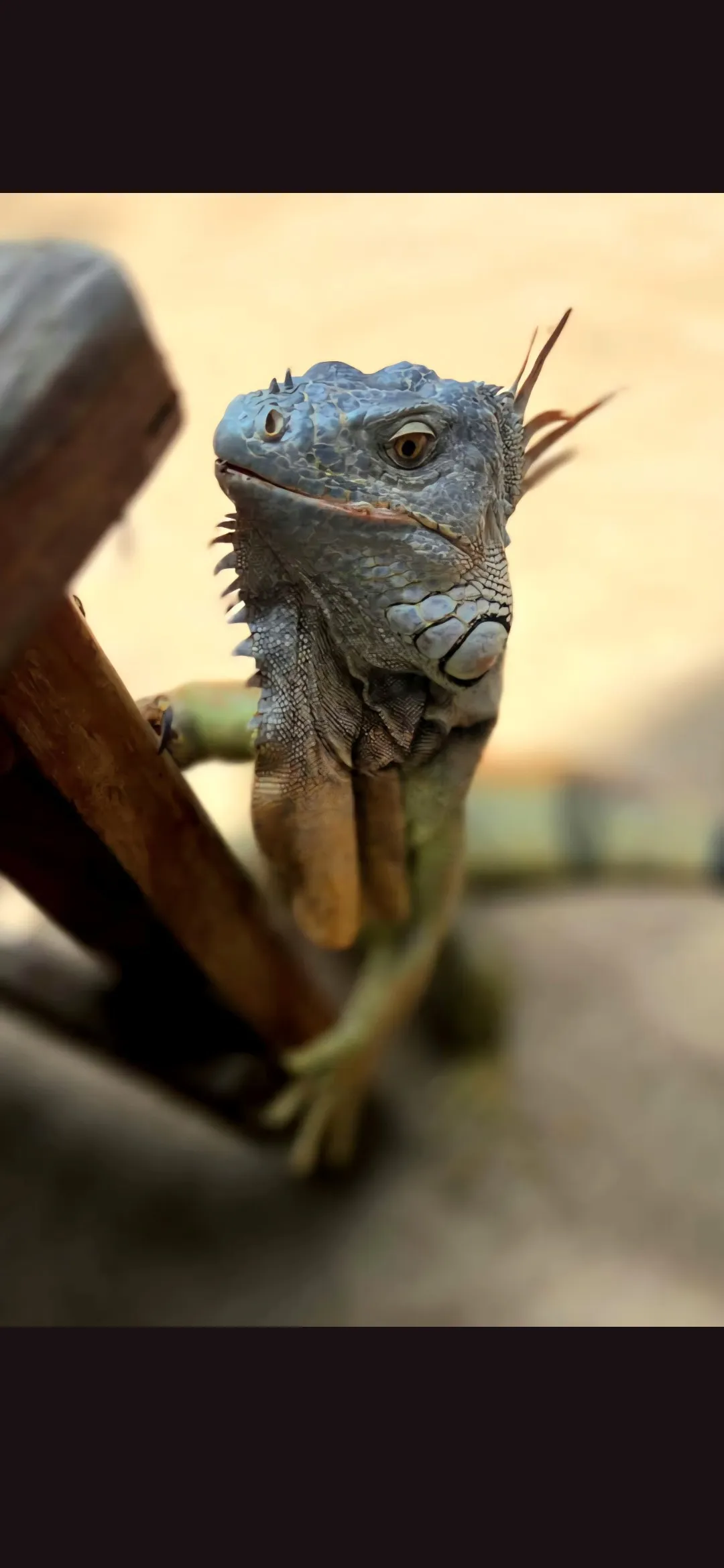 Friendly Iguana