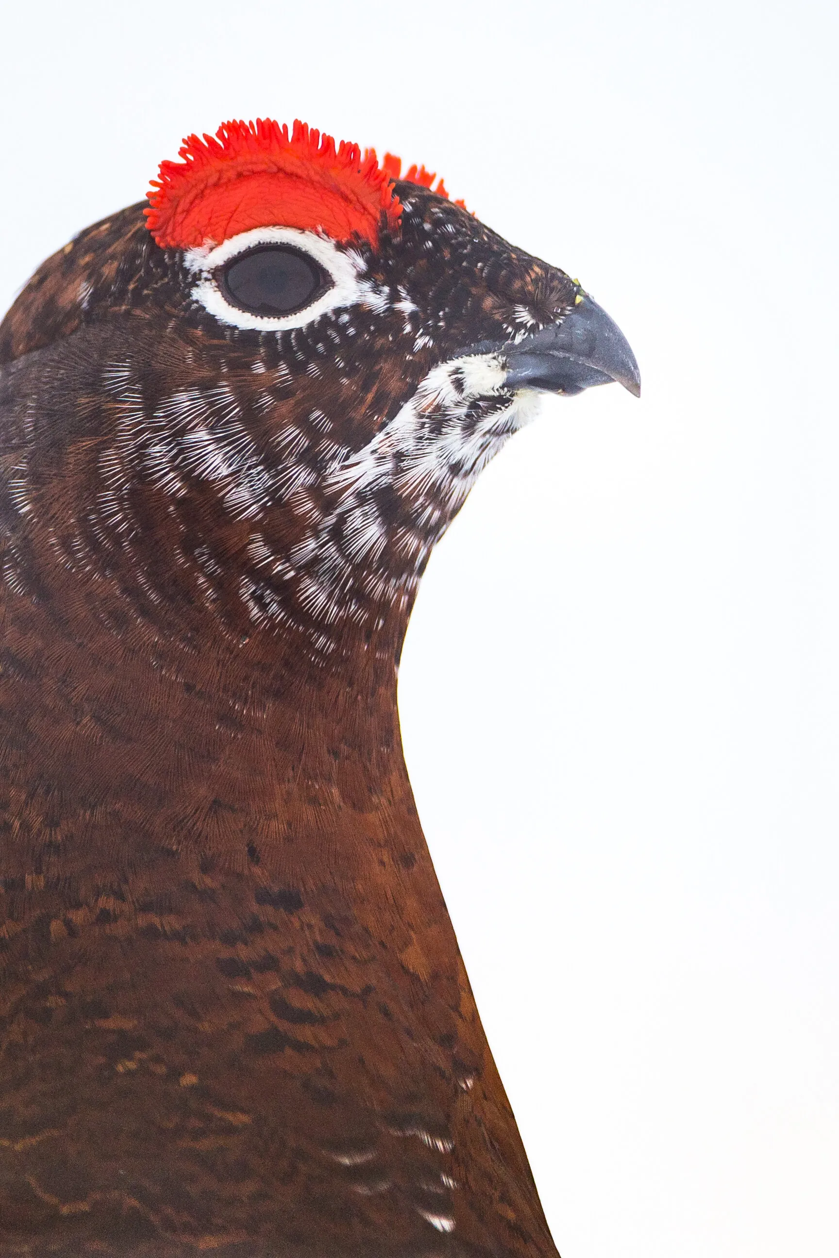 Red Grouse