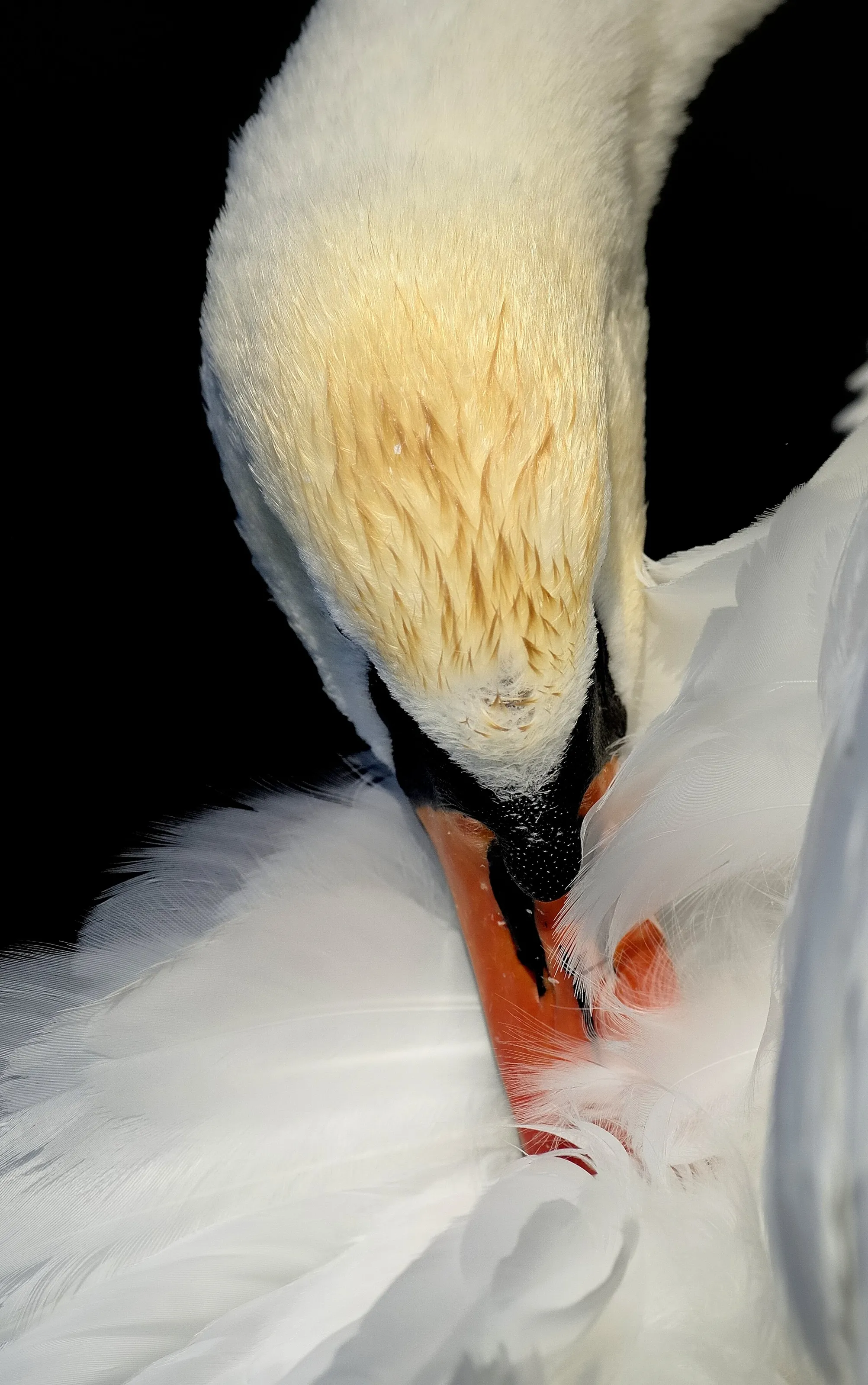 Majesty