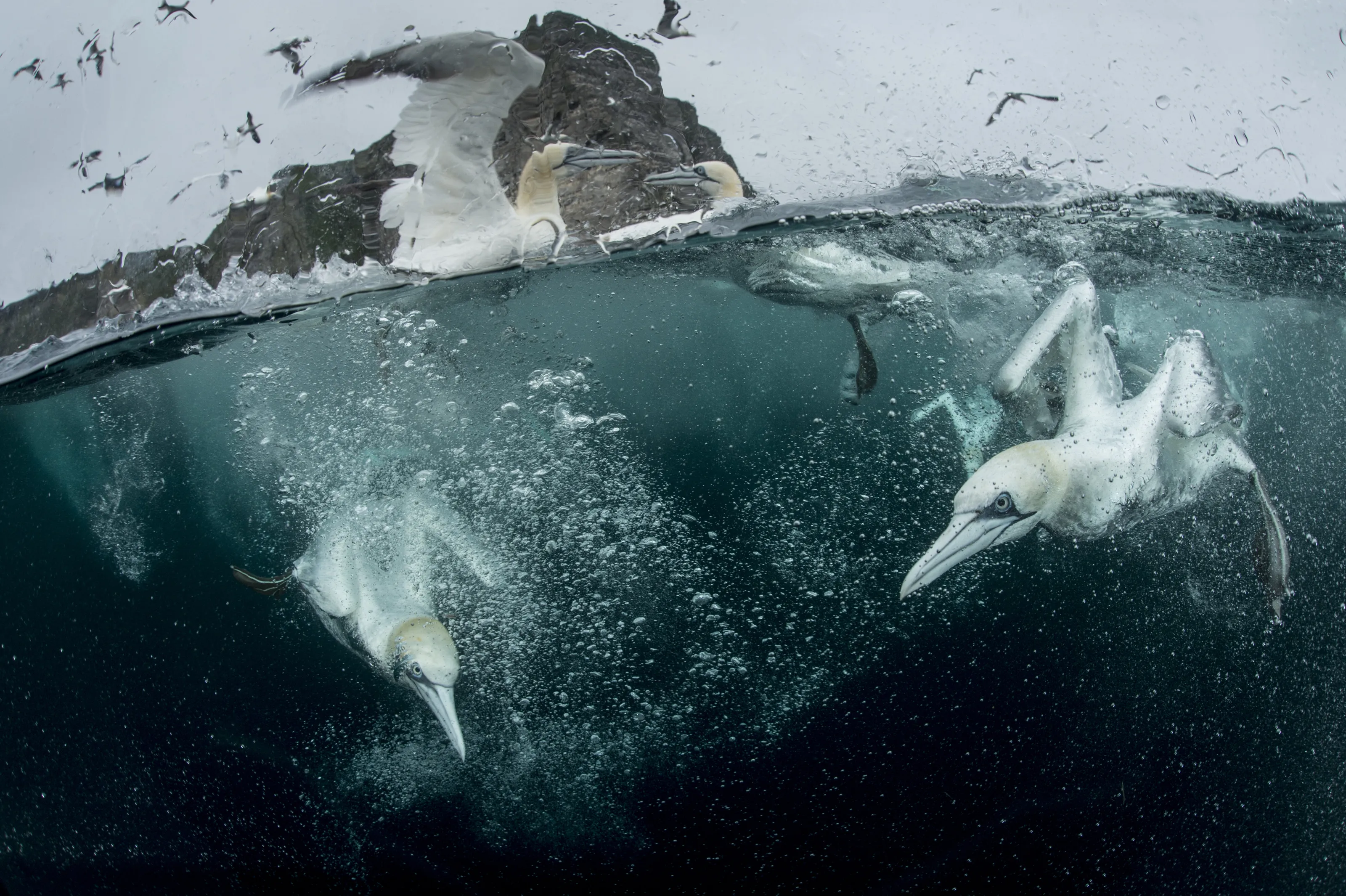 Looking for fish