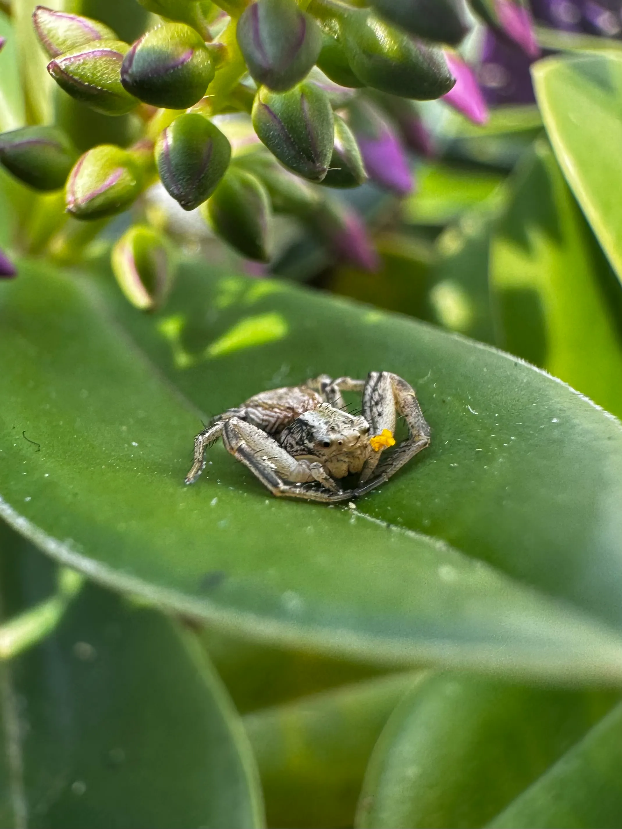 Smiling spider